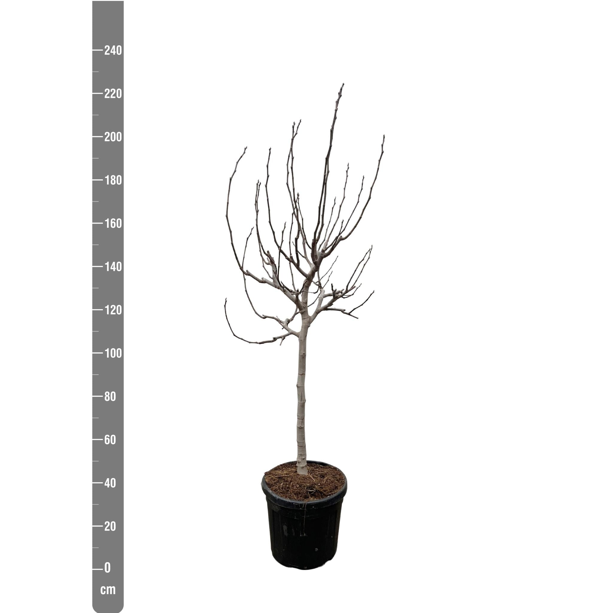 Ficus Carica op stam - 225 cm - ø40