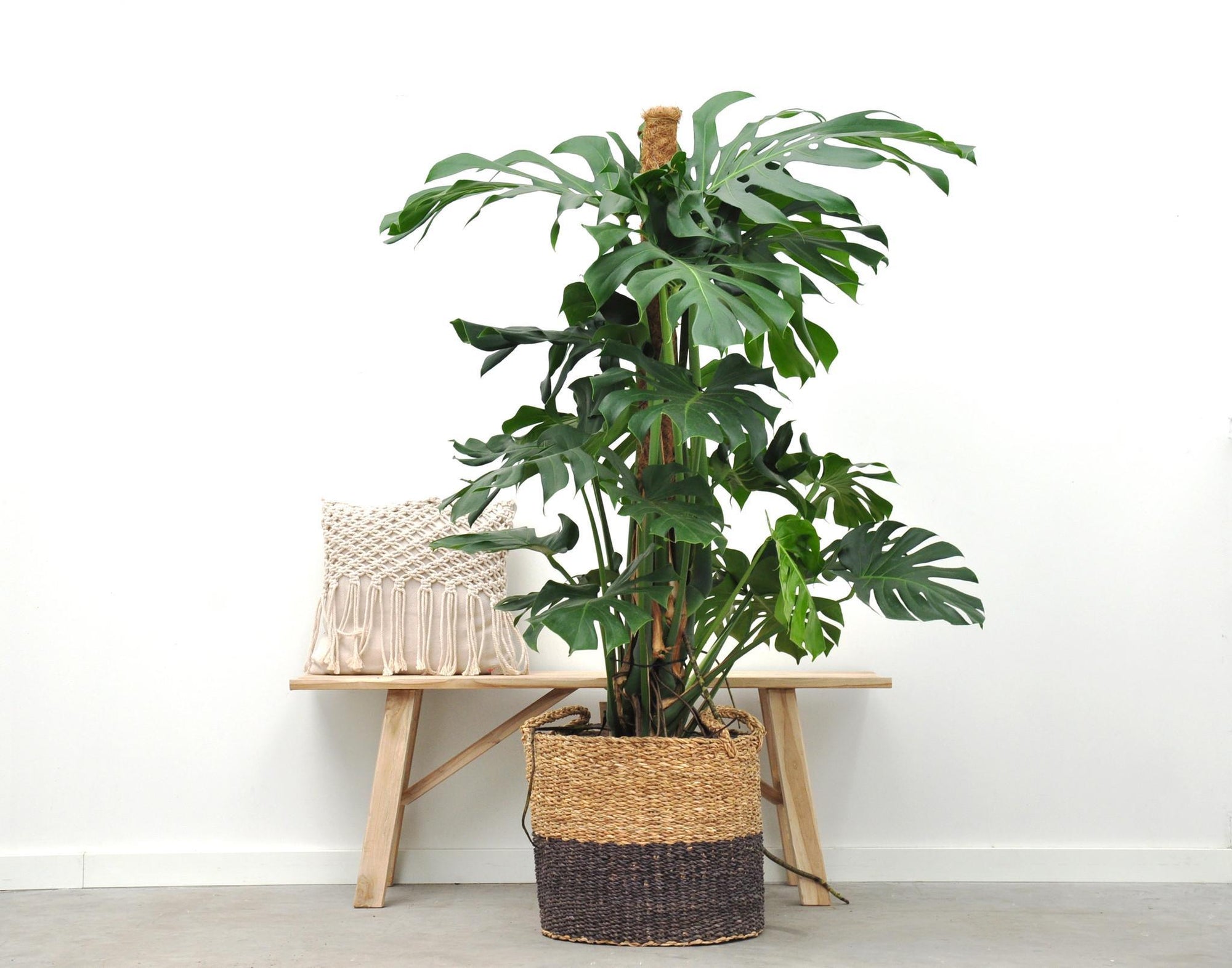 Monstera Deliciosa XXL - 150cm - ⌀24