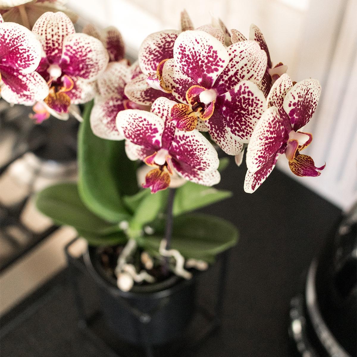 Kolibri Orchids | Geel rode phalaenopsis orchidee - Spain - potmaat Ø9cm | bloeiende kamerplant - vers van de kweker