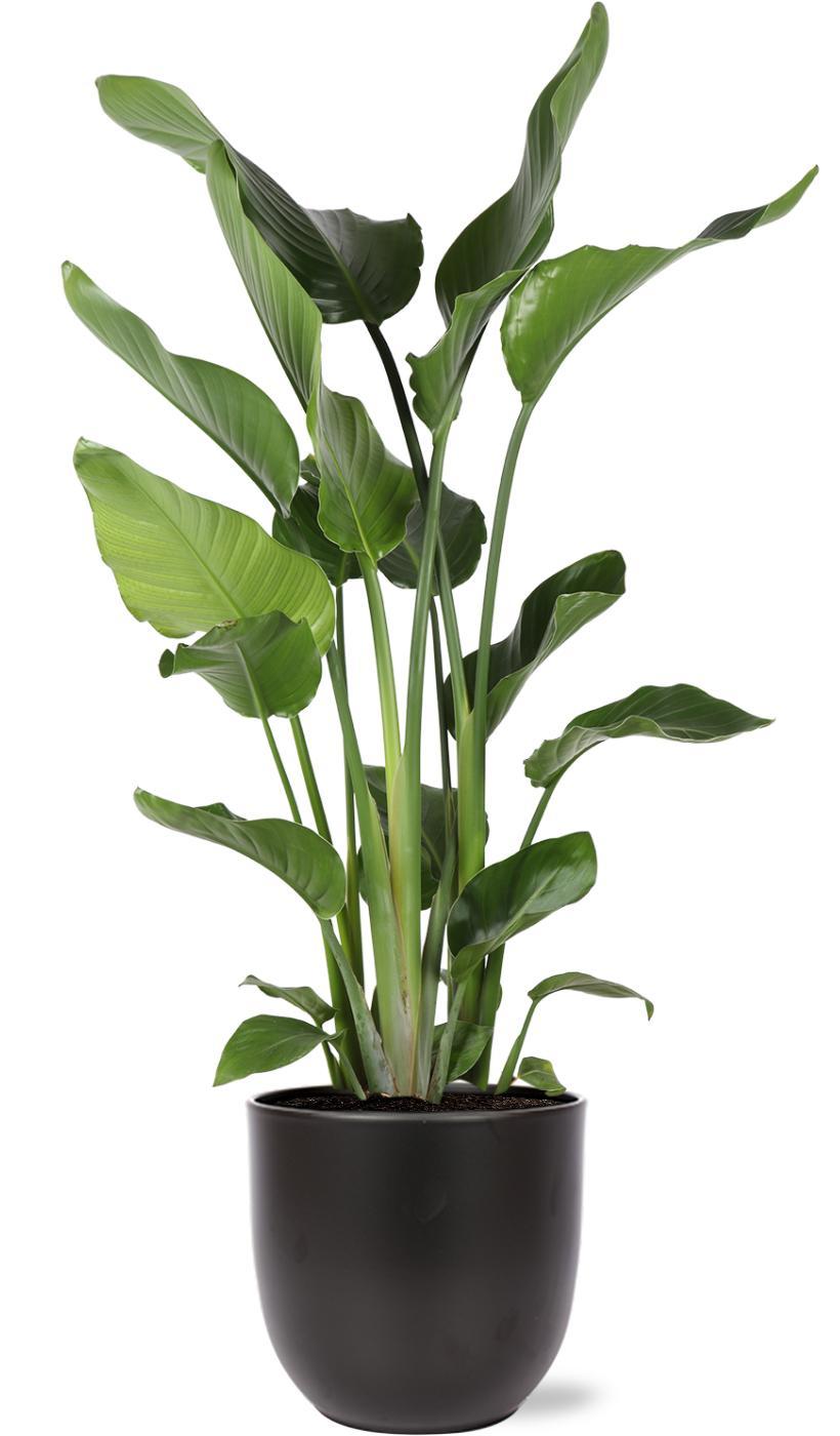 Strelitzia Nicolai Ø24cm ↕120cm in Boule ANTRACIET pot