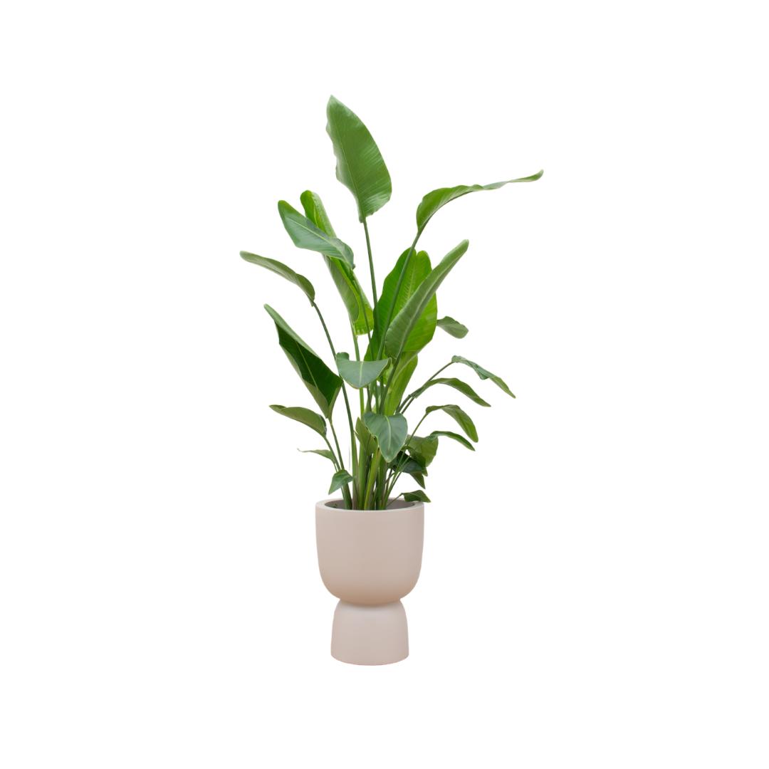 Combi deal - Strelitzia Nicolai inclusief elho Pure Coupe beige Ø35 - 200 cm