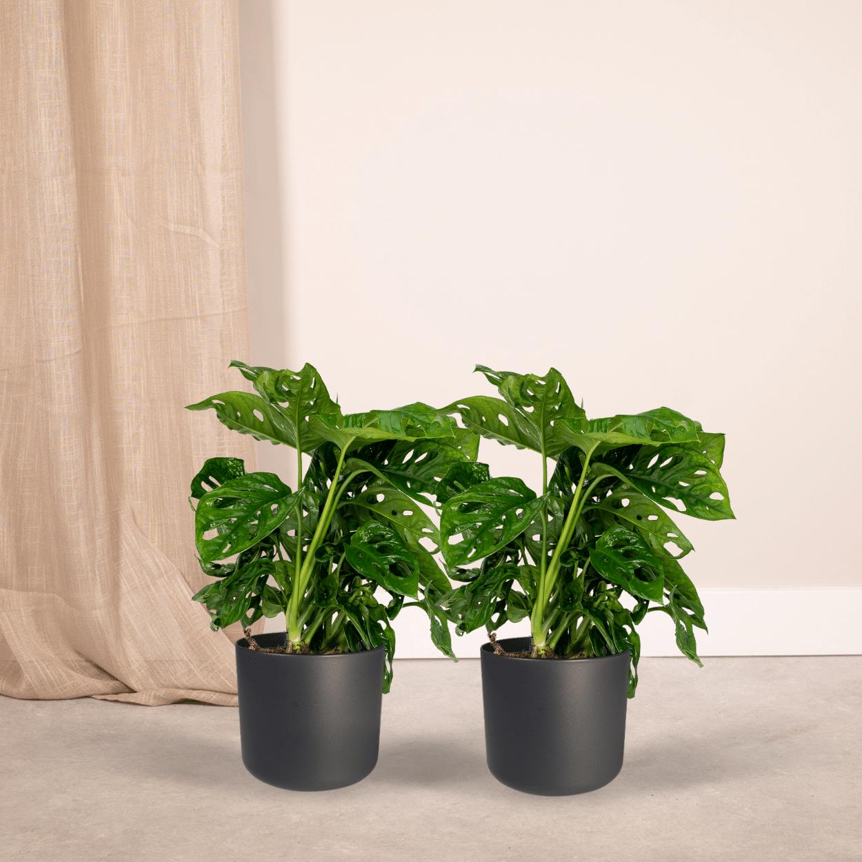 2x Monstera Monkey Leaf  - Gatenplant - 30cm - ø12