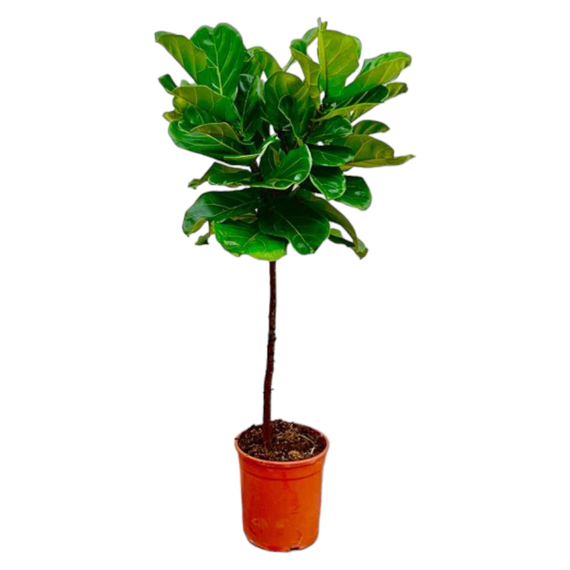 Ficus Lyrata stam - 130 cm - ø24