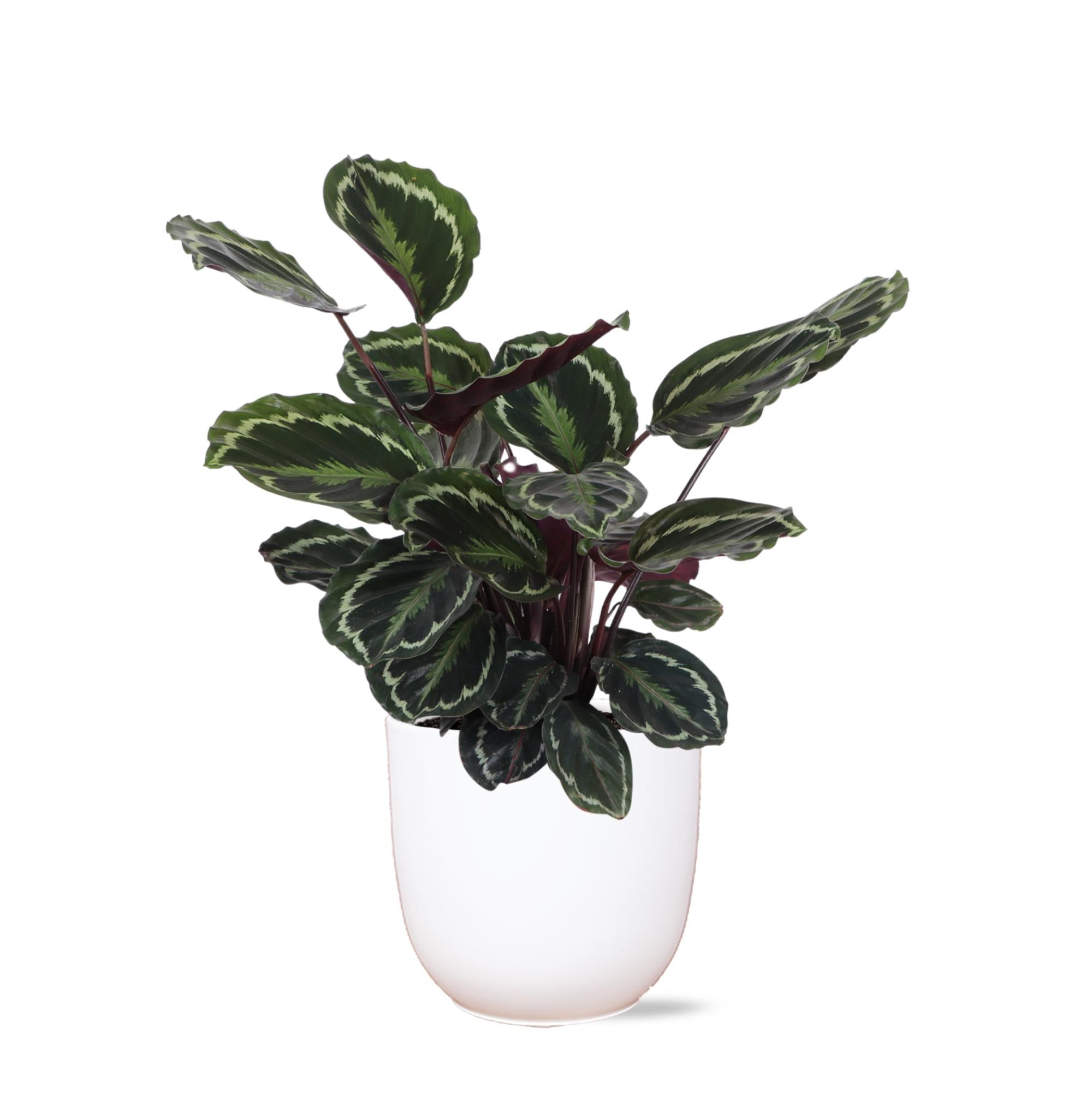 Calathea Medaillon Ø21cm - ↕70cm in Boule WIT pot