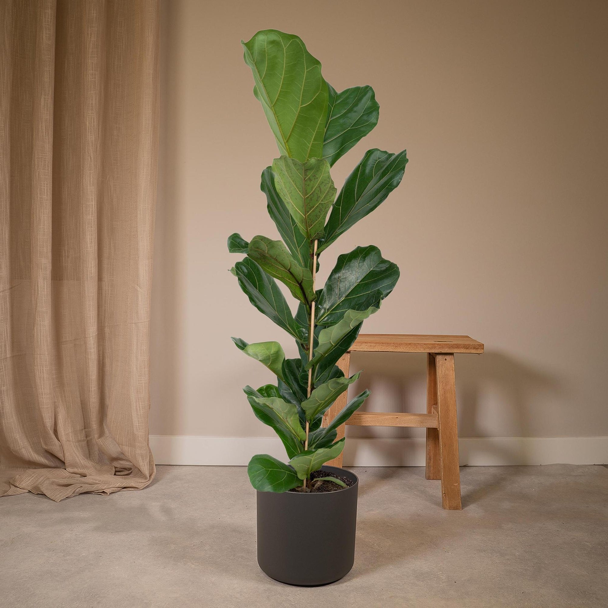 Ficus Lyrata - Rubberplant - 100cm - Ø21