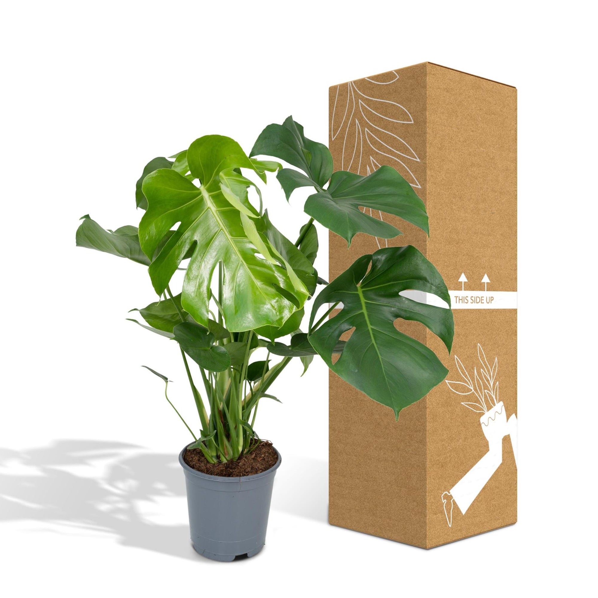 Monstera Deliciosa - Gatenplant - 65cm - Ø21