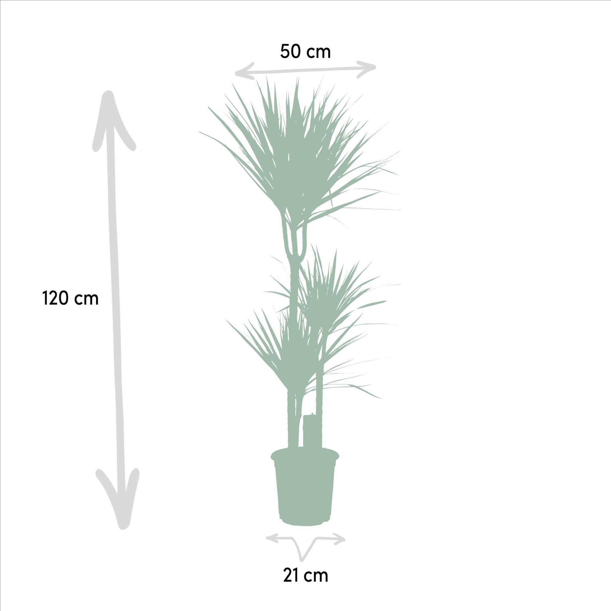 Dracaena - ↨120cm - Ø21cm + Dracaena - 70cm - Ø17cm