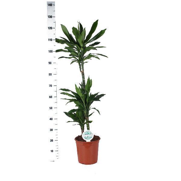 Dracaena Janet Lind Ø24cm ↕120cm