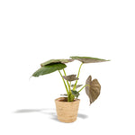 Alocasia Wentii - ↨65cm - Ø19cm + Mand Selin