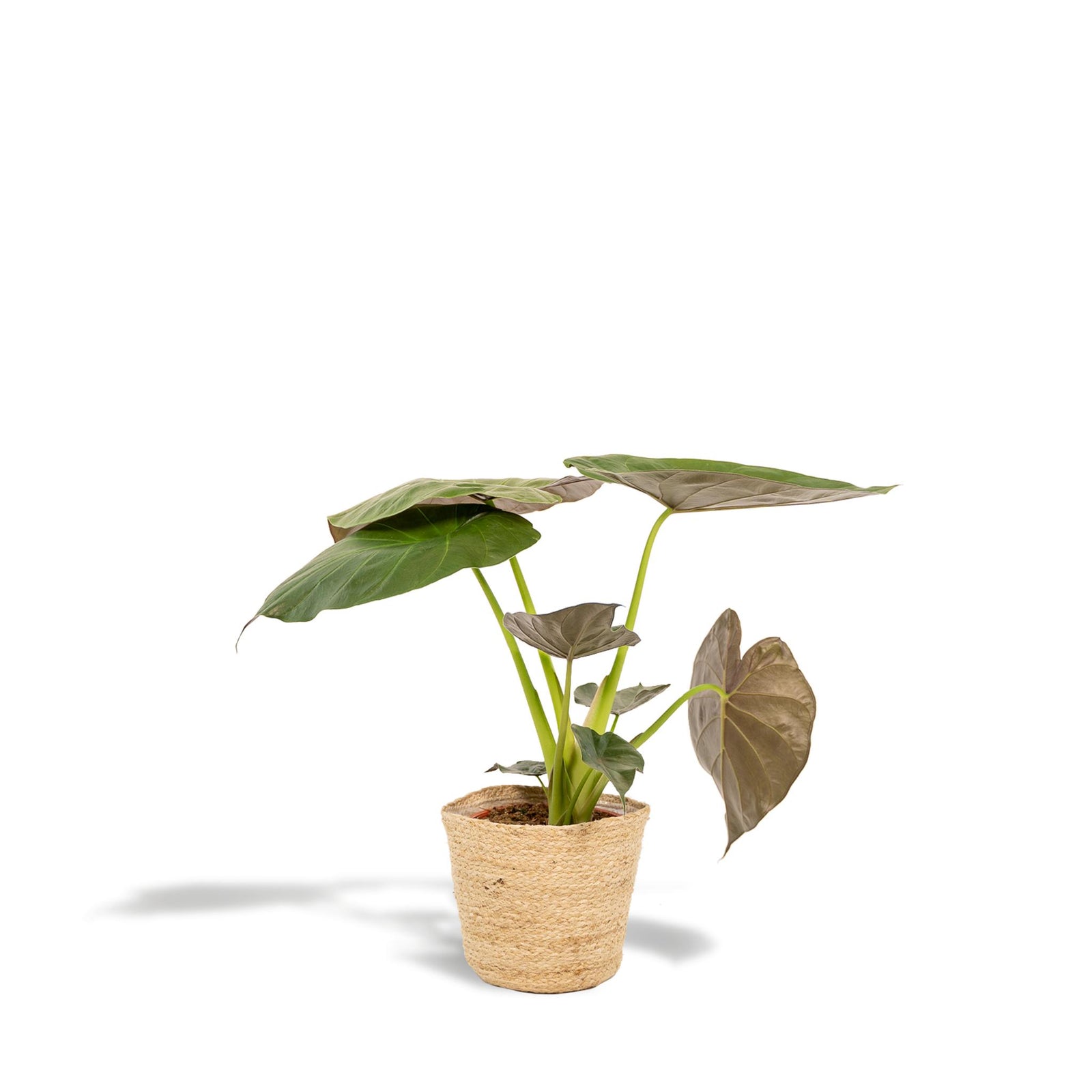 Alocasia Wentii - ↨65cm - Ø19cm + Mand Selin