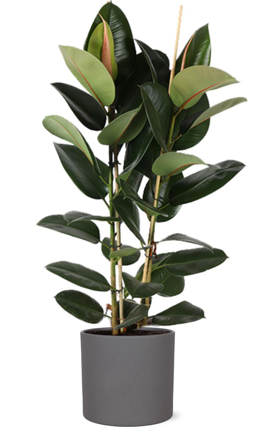 Ficus Elastica Robusta Ø24cm - ↕110cm in Era ANTRACIET pot