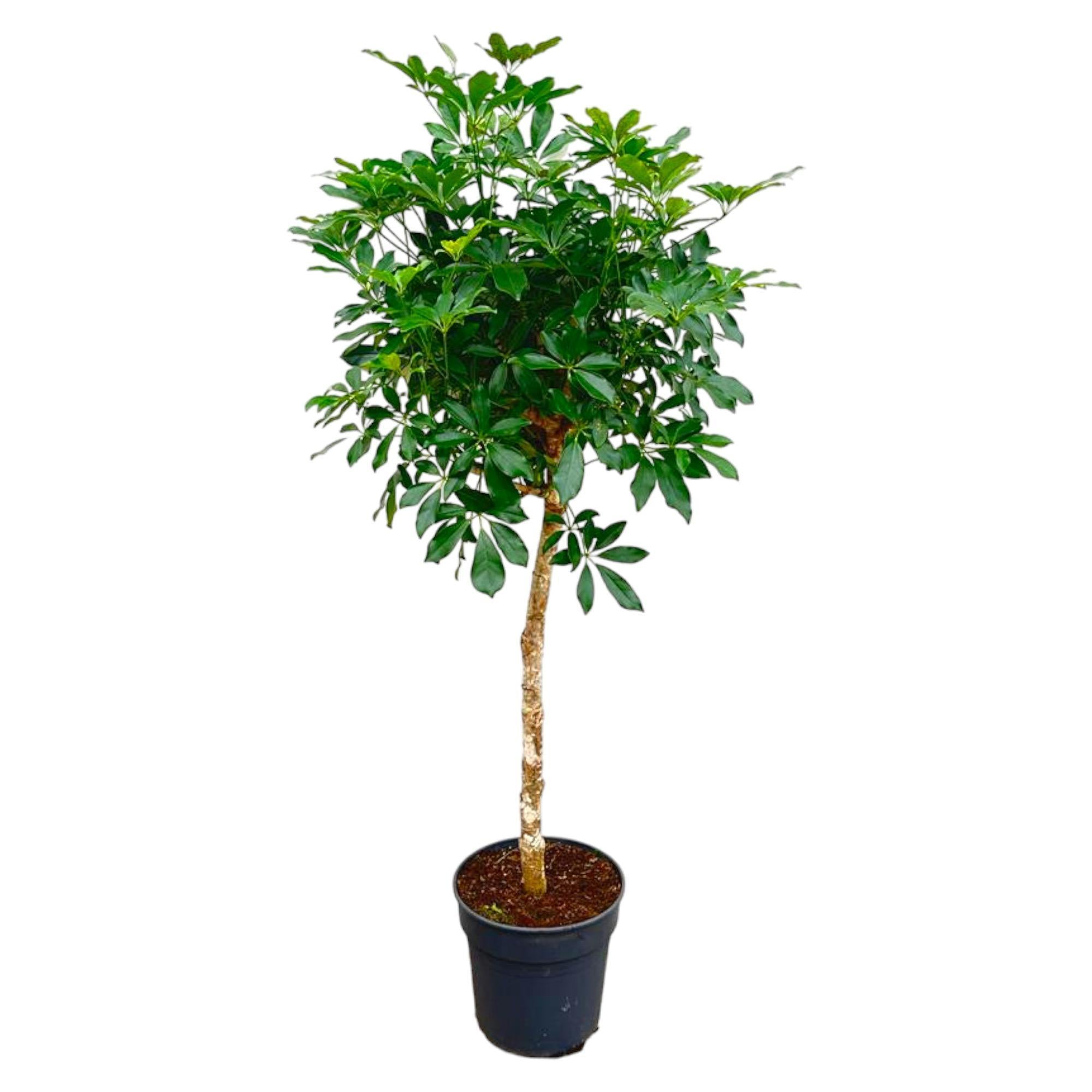 Schefflera op stam - 180cm - ø34