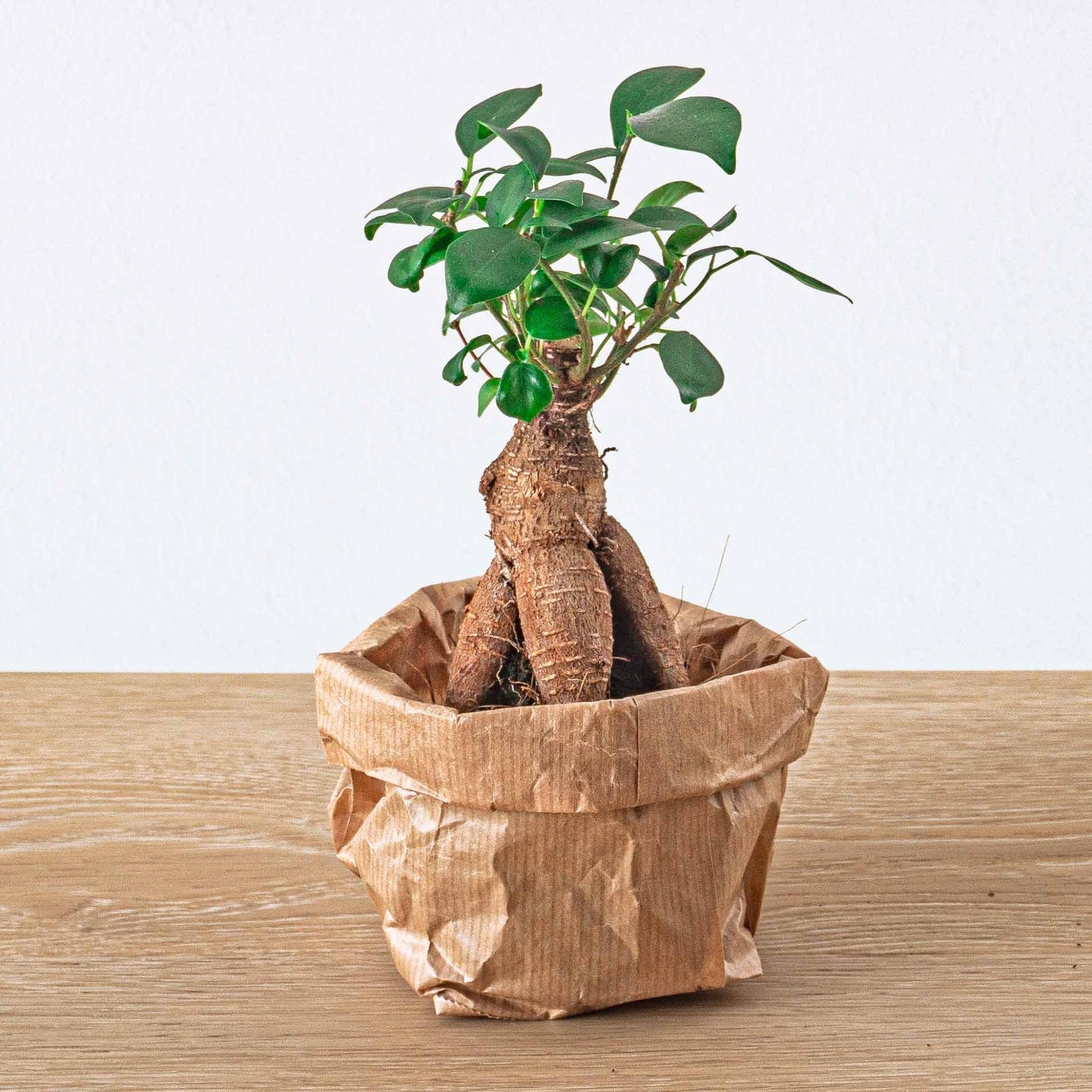 Ficus Ginseng bonsai - Microcarpa - Ø 6 cm