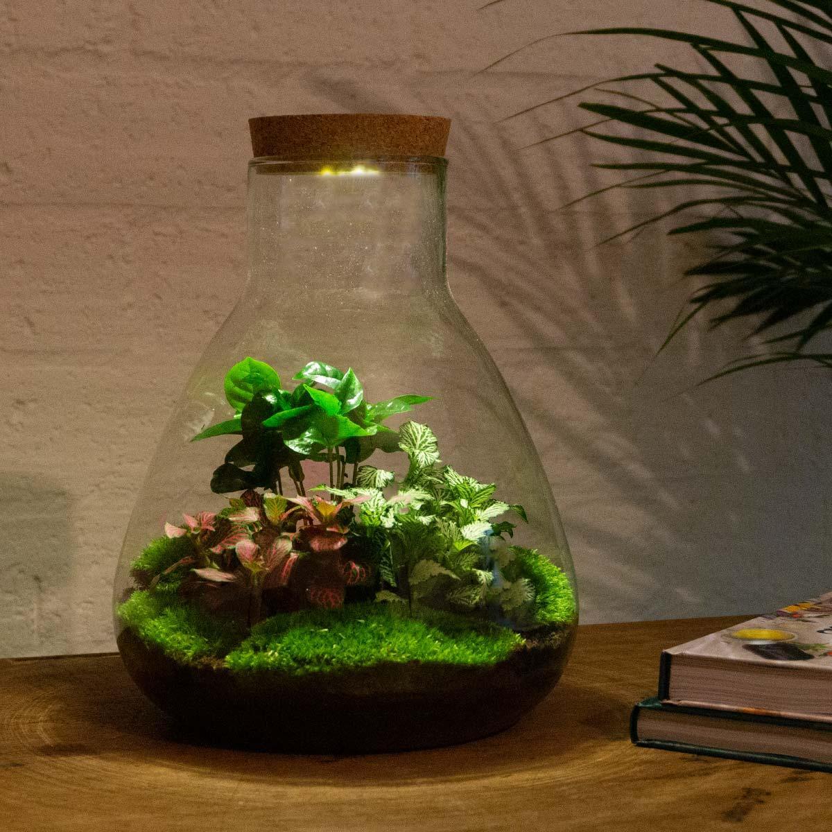 DIY terrarium - Sam Coffea met lamp - ↑ 30 cm + Rake + Shovel + Tweezer + Scissors