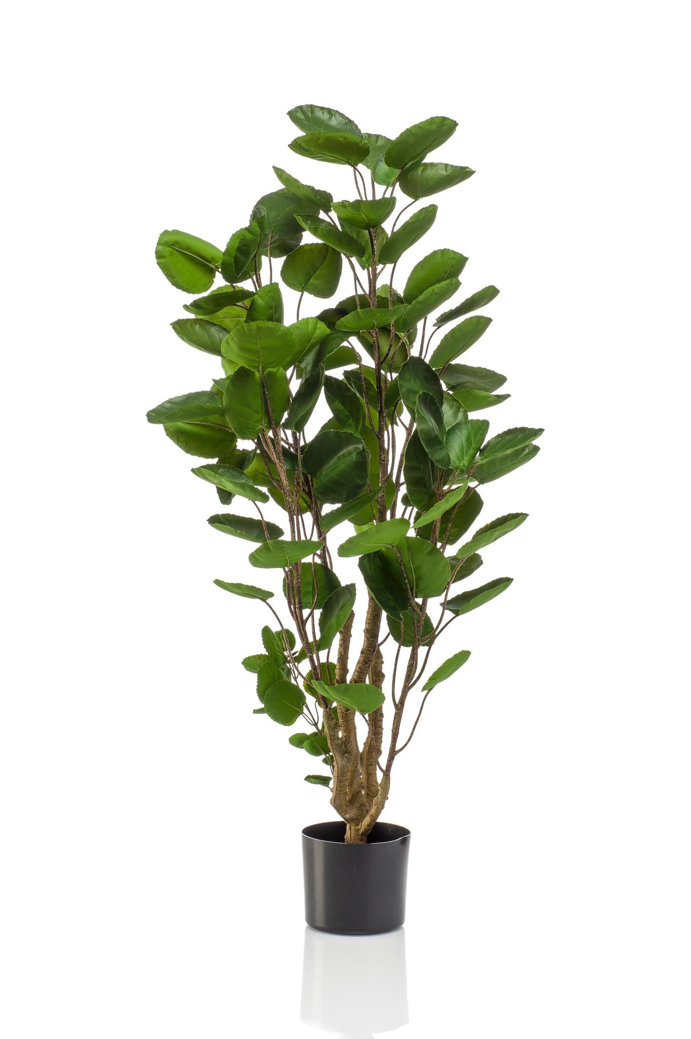 Kunstplant - Polyscias - Aralia - 105 cm