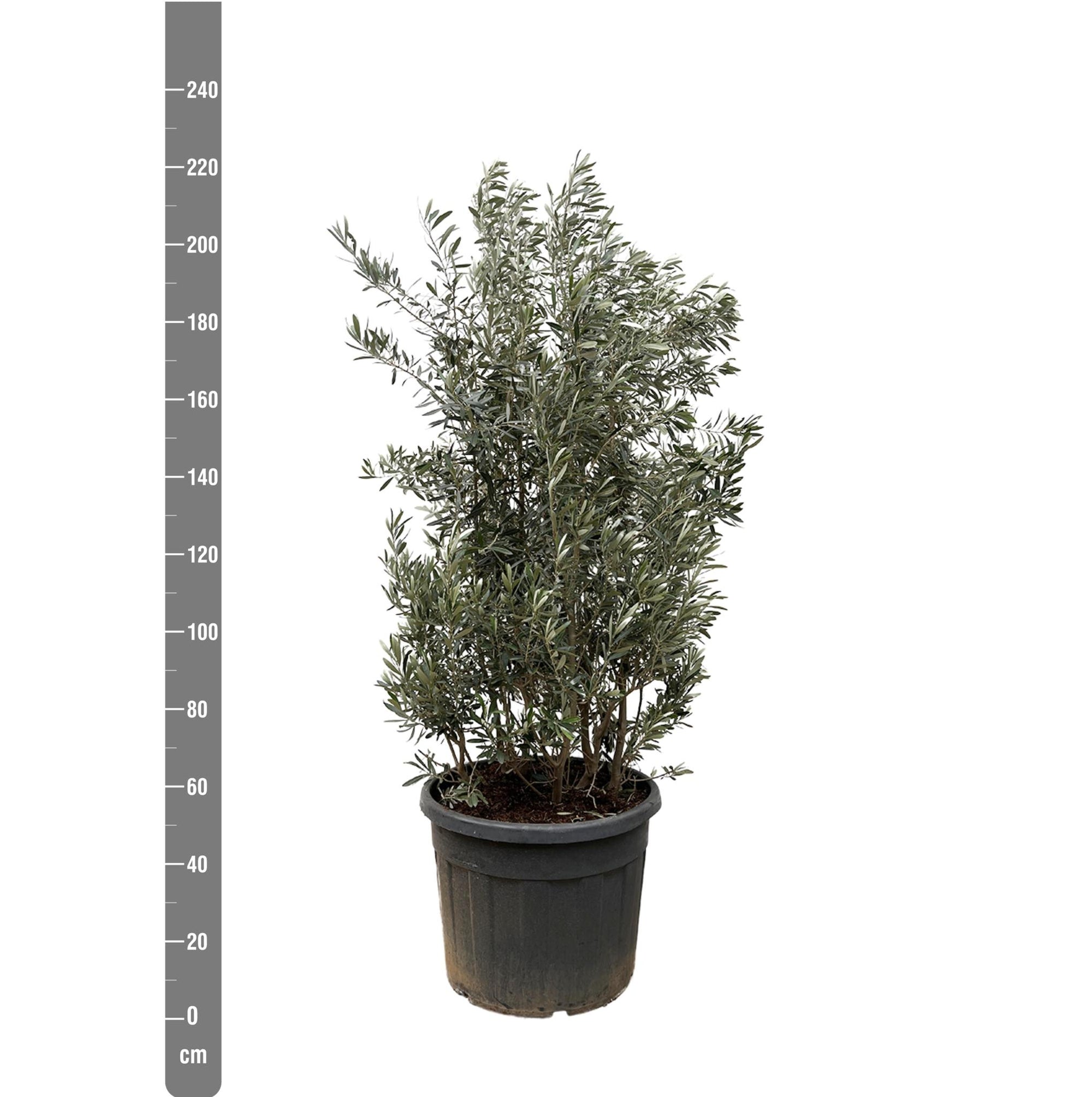 Olea Europaea struik - 225cm- Ø50