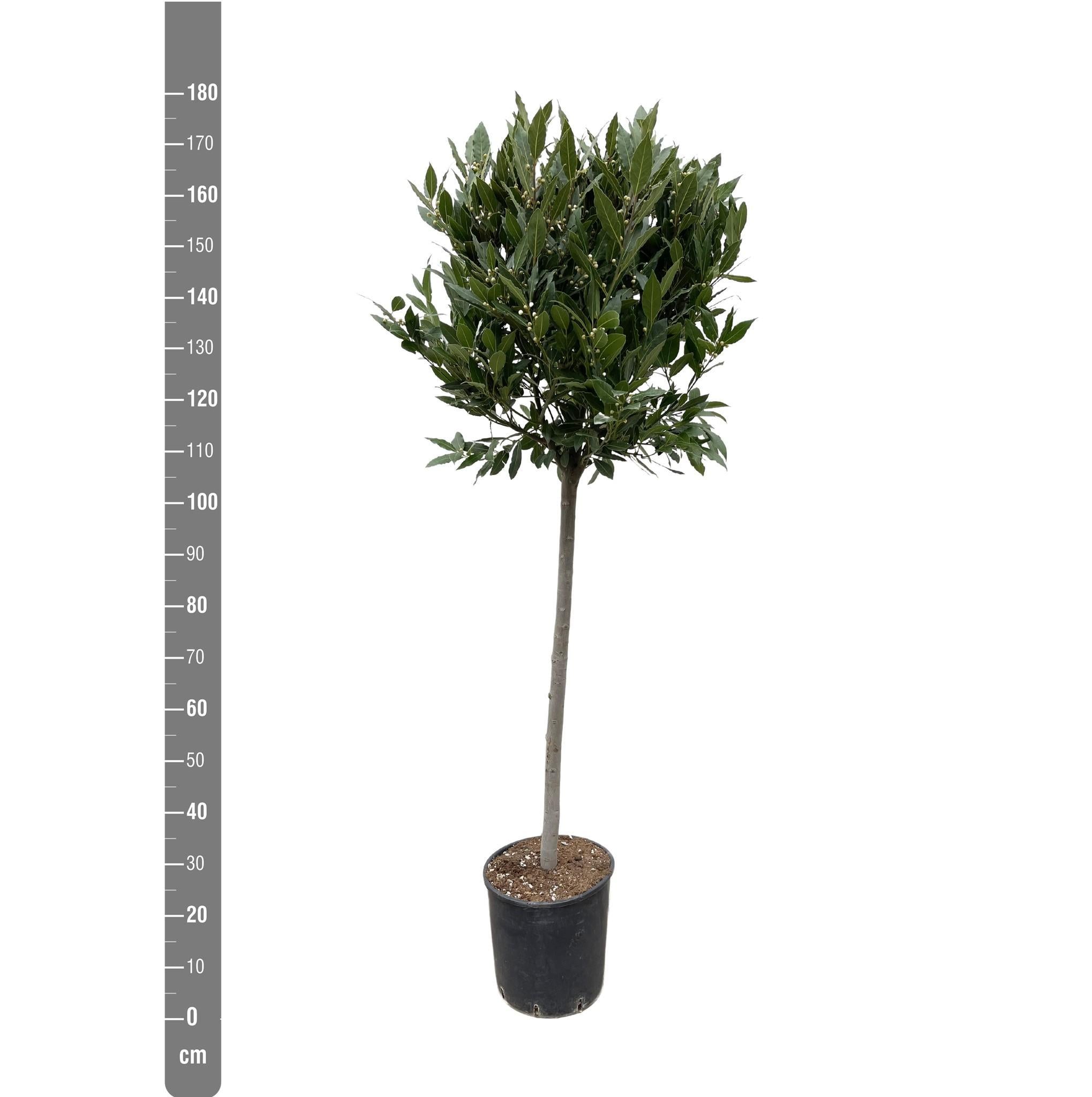 Laurus Nobilis stam - 180 cm - ø40