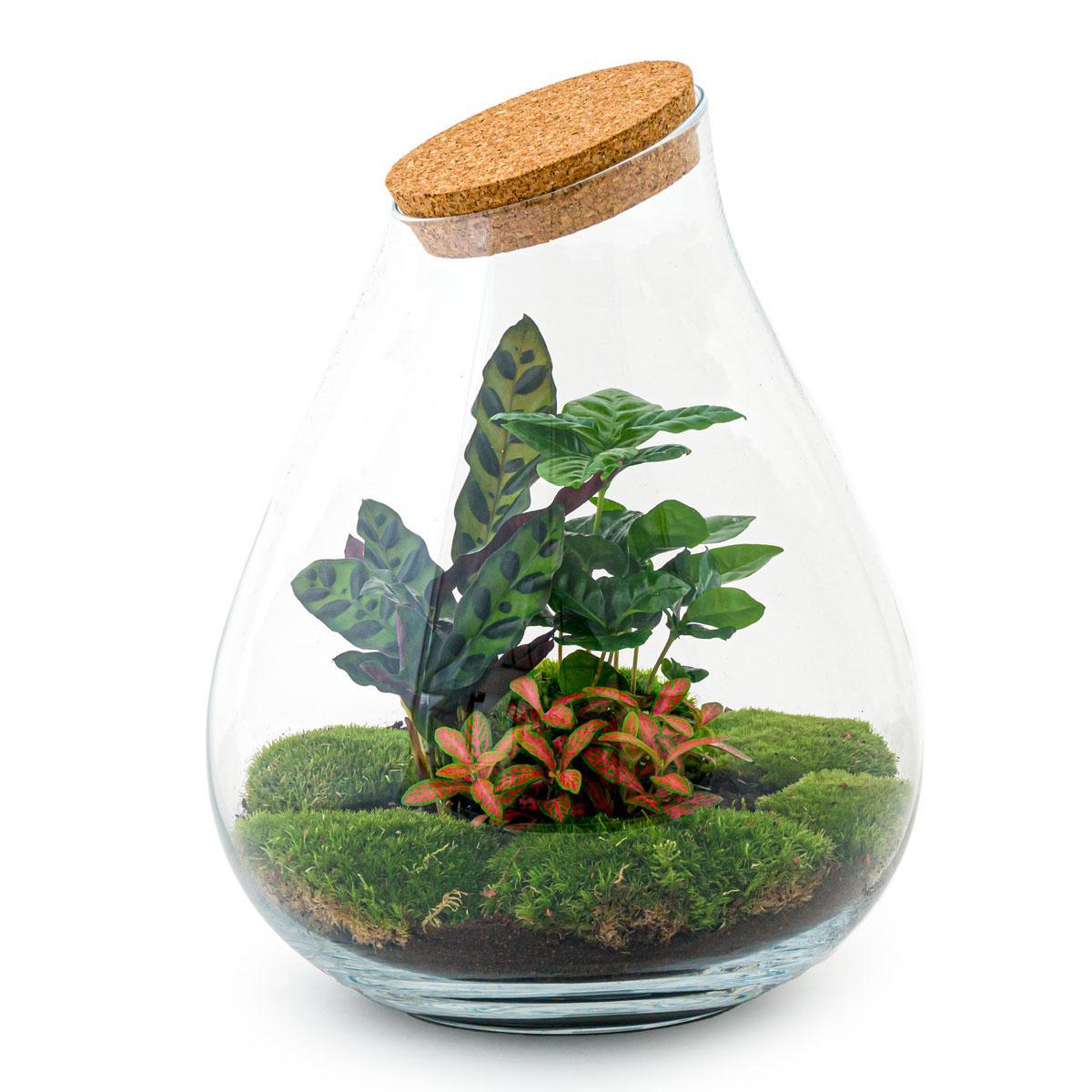 DIY terrarium - Drop XL Rood  + Rake + Shovel + Tweezer + Scissors ↑ 37 cm