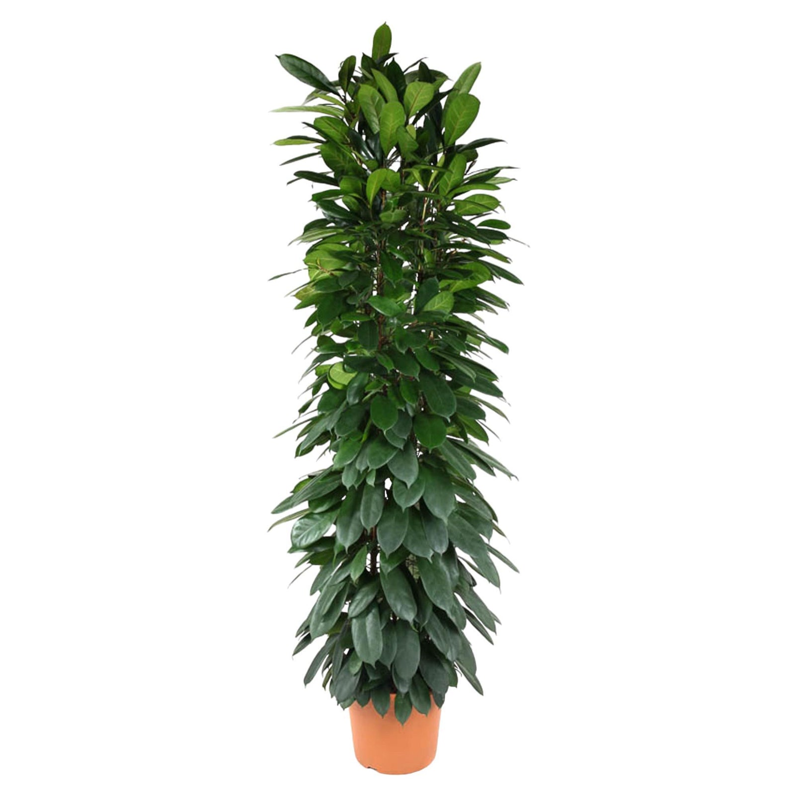 Ficus Cyatistipula zuil - 200 cm - ø35