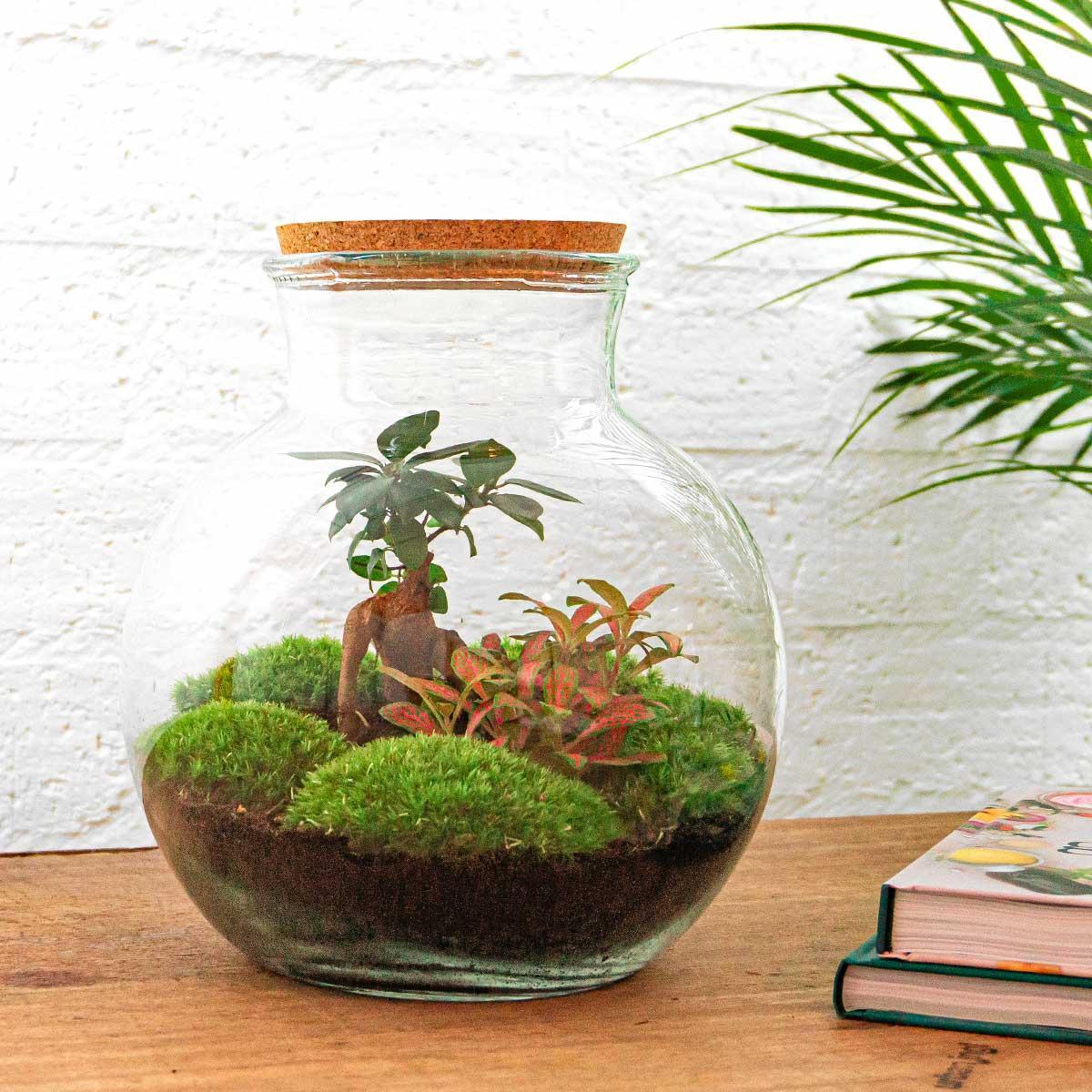 DIY terrarium - Teddy bonsai - ↑ 26,5 cm