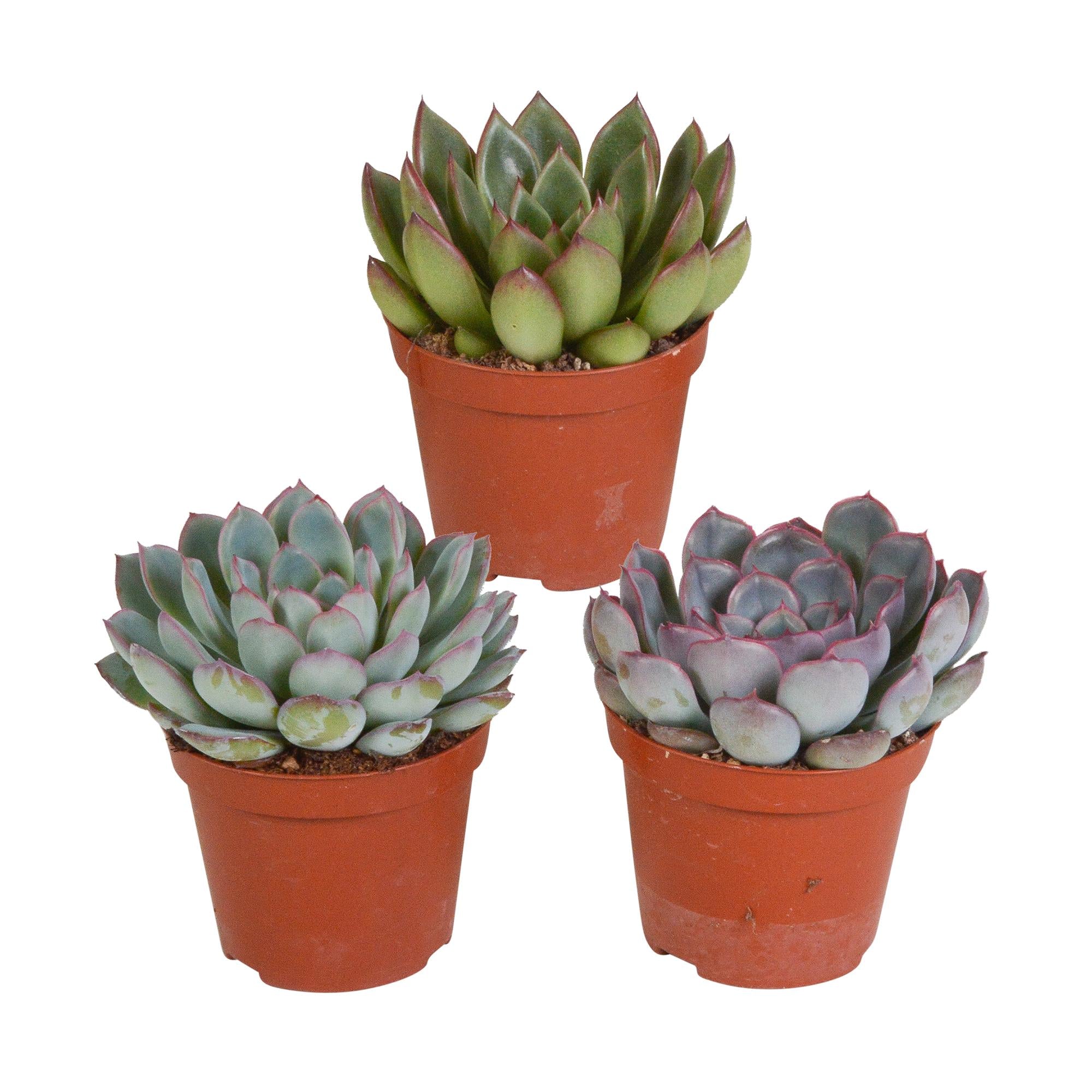 Echeveria mix 8,5 cm | 3 stuks