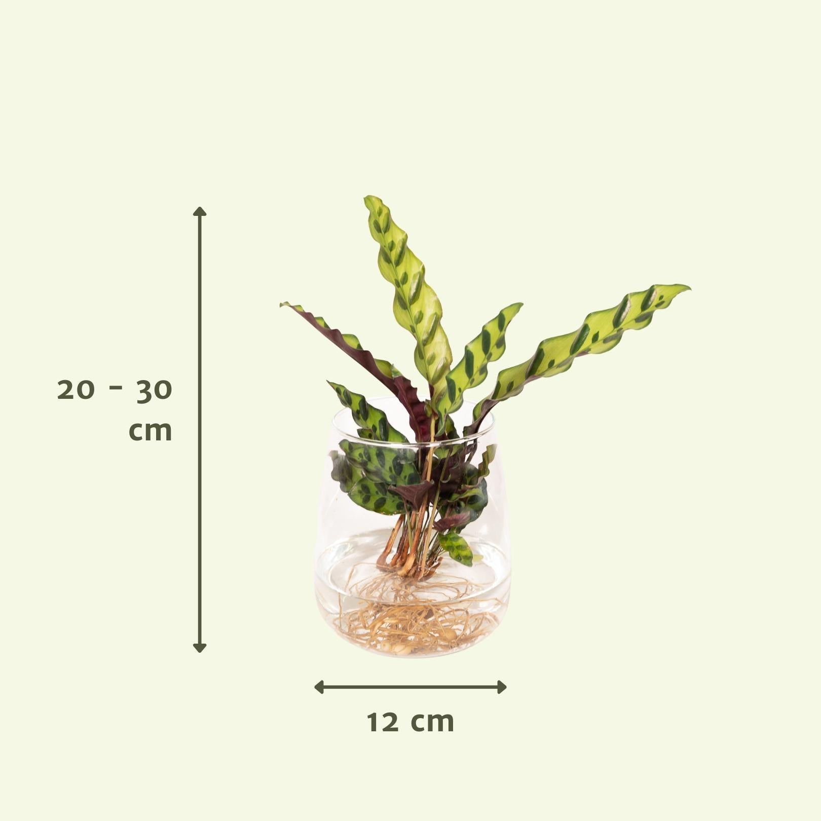 Calathea Insignis in Kingston glas - 30cm - ø4