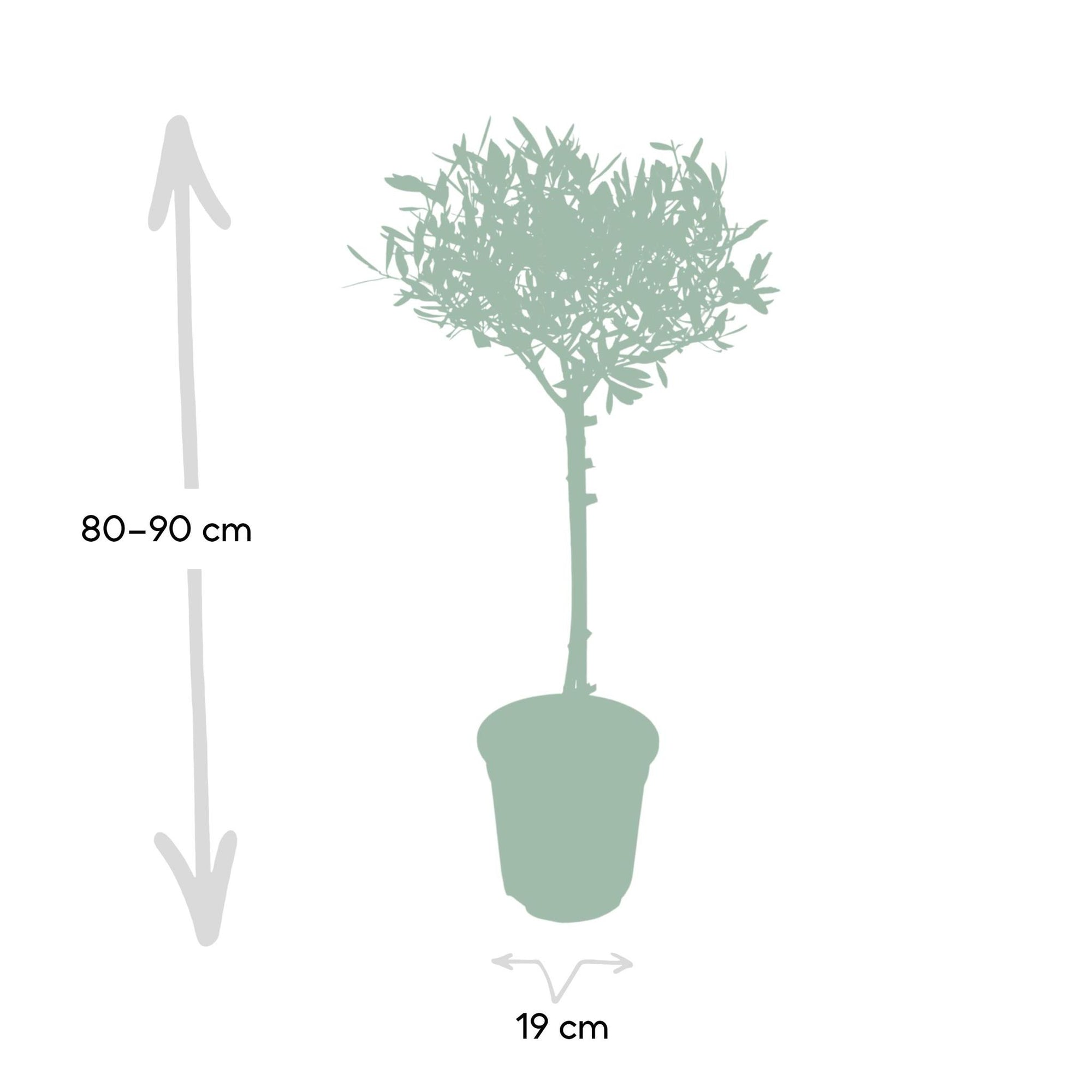 Olea op stam - 90cm - Ø19