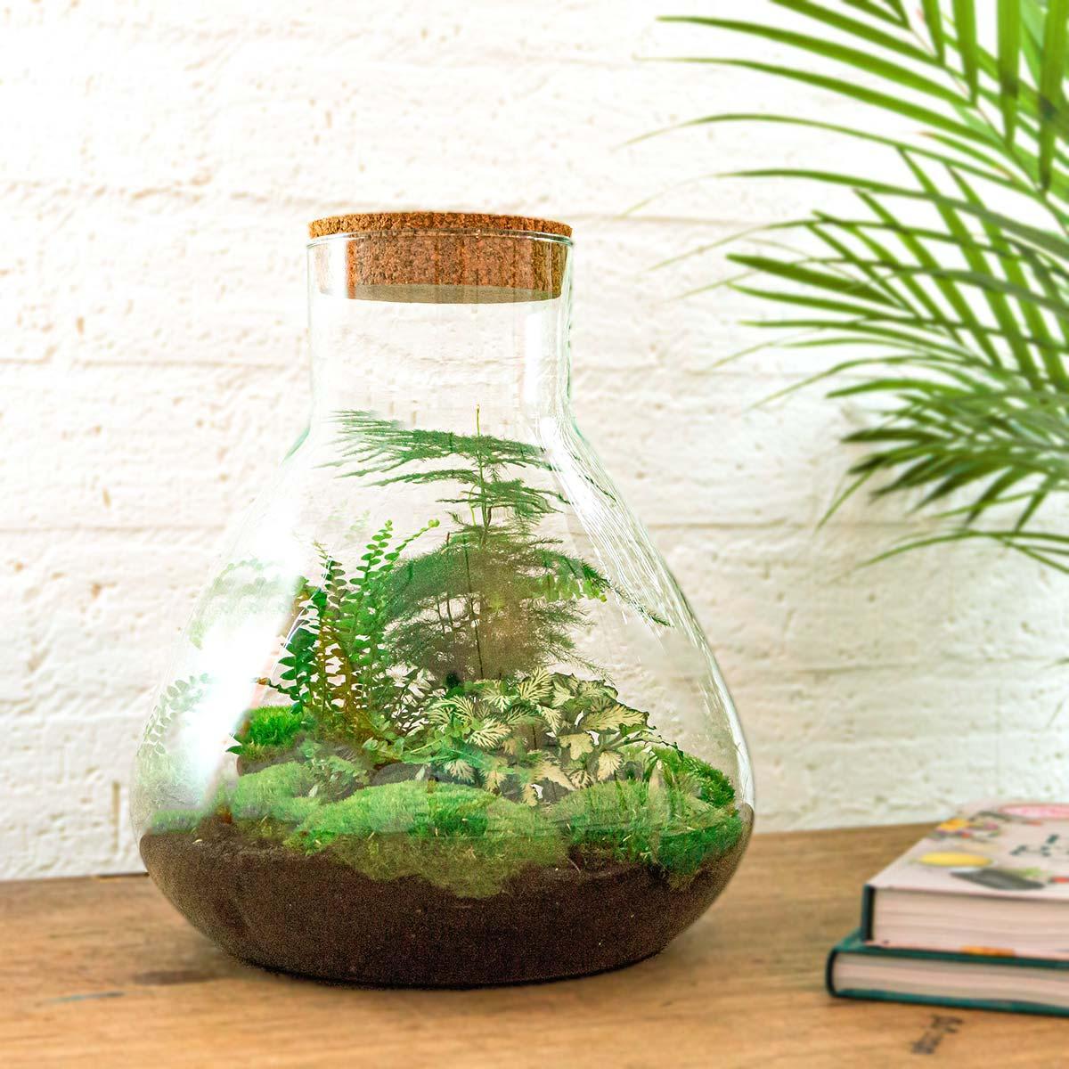 DIY terrarium - Sam XL - ↑ 35 cm + Rake + Shovel + Tweezer + Scissors