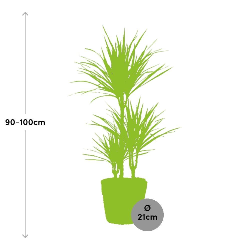 Ø21cm - ↕95cm