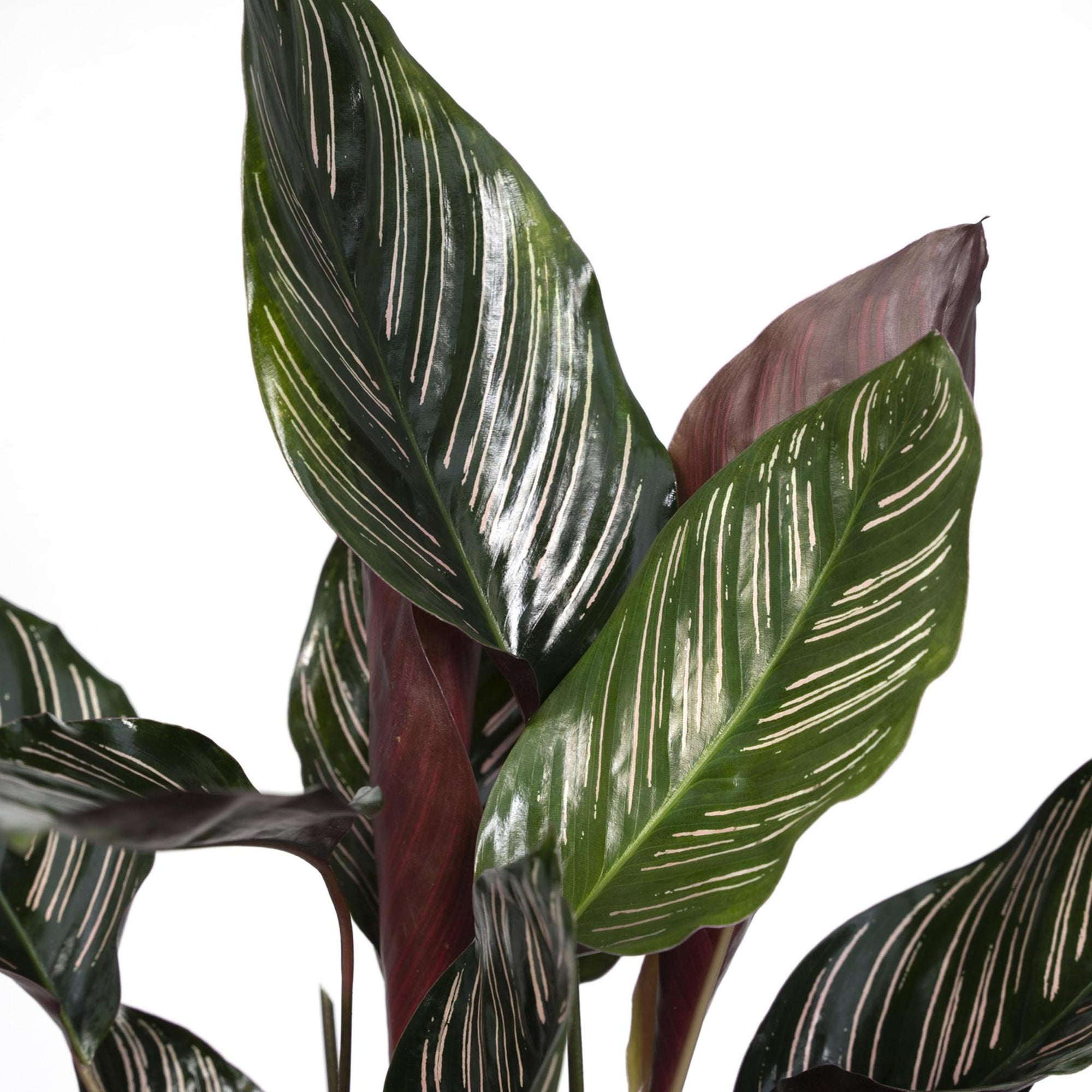 Calathea Ornata - 50cm - ø14