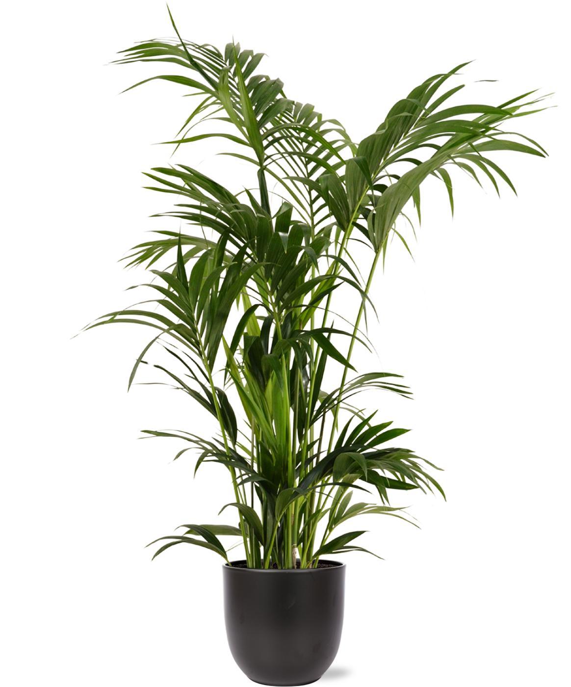 Kentia Palm Ø27cm ↕160cm in Boule ANTRACIET pot