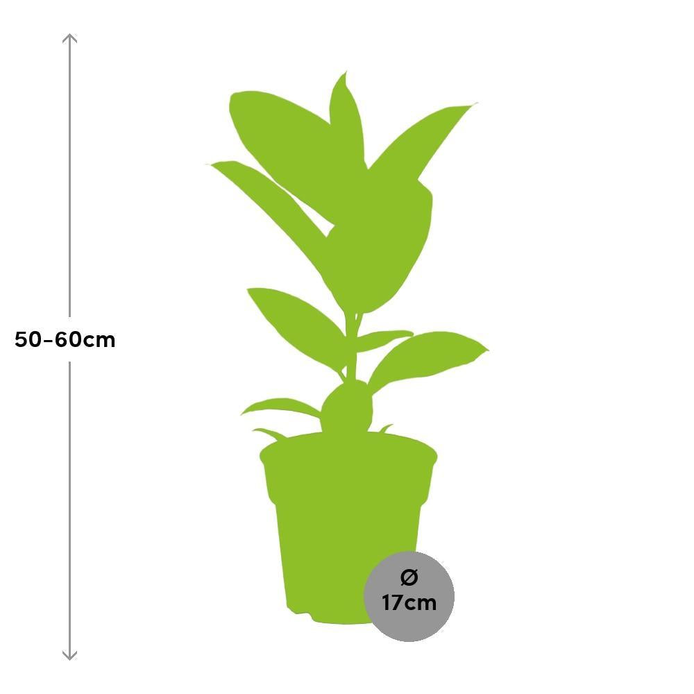 Ø17cm - ↕55cm