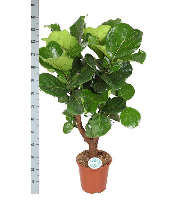 Ficus Lyrata (vertakt) Ø27cm ↕130cm in Boule TAUPE pot