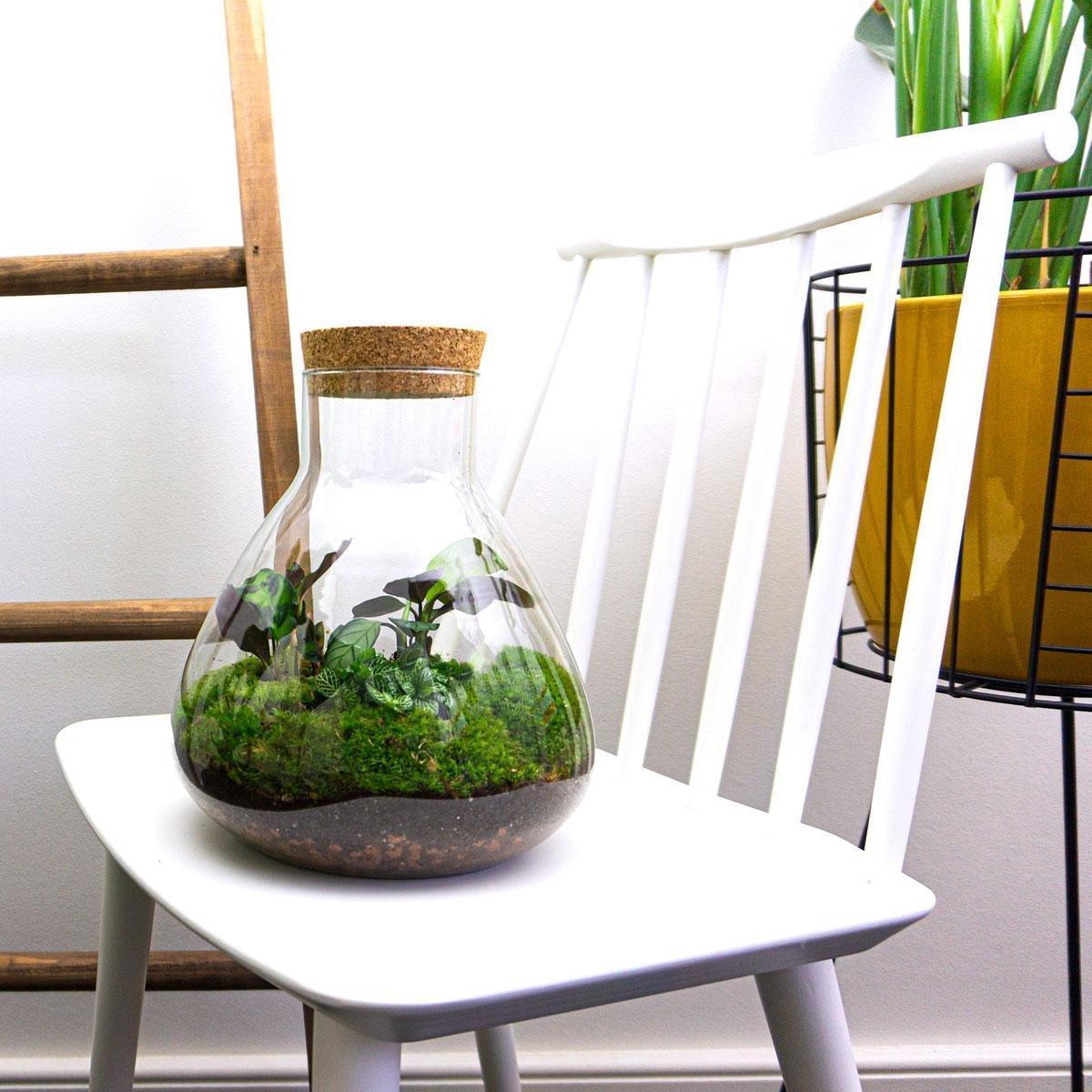 DIY terrarium - Sammie - ↑ 27 cm