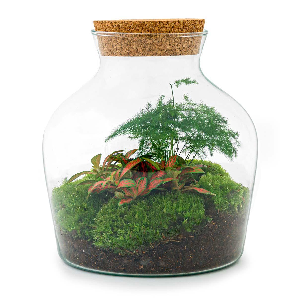 DIY terrarium - Little Joe - ↑ 21,5 cm