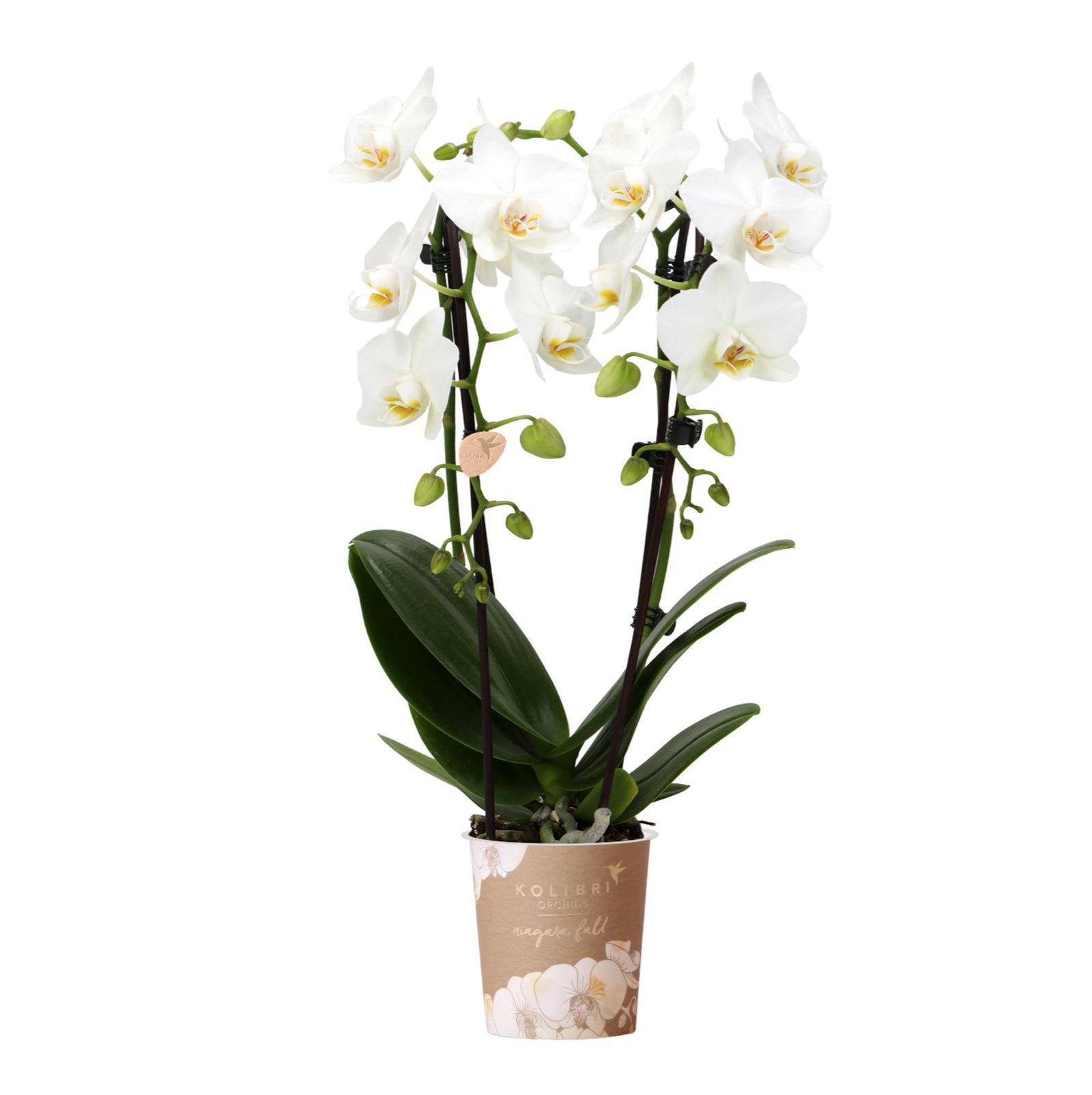 Kolibri Orchids | witte Phalaenopsis orchidee - Niagara Fall - potmaat Ø9cm | bloeiende kamerplant - vers van de kweker