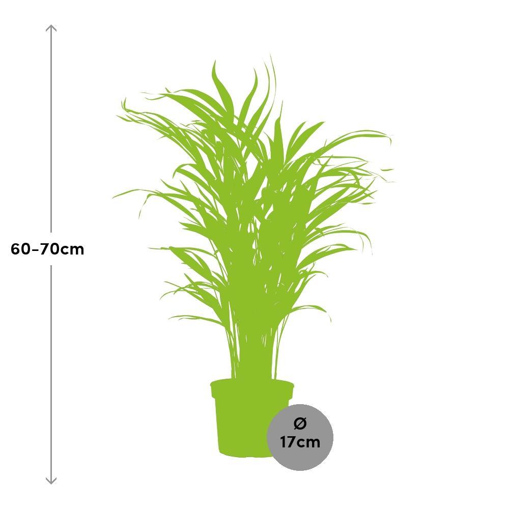 Ø17cm - ↕65cm