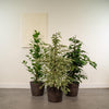 Ficus Benjamina Danielle - ↨95cm - Ø21cm + Ficus Benjamina Twilight - ↨95cm - Ø21cm + Ficus Microcarpa Moclame - ↨95cm - Ø21cm