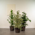 Ficus Benjamina Danielle - ↨95cm - Ø21cm + Ficus Benjamina Twilight - ↨95cm - Ø21cm + Ficus Microcarpa Moclame - ↨95cm - Ø21cm