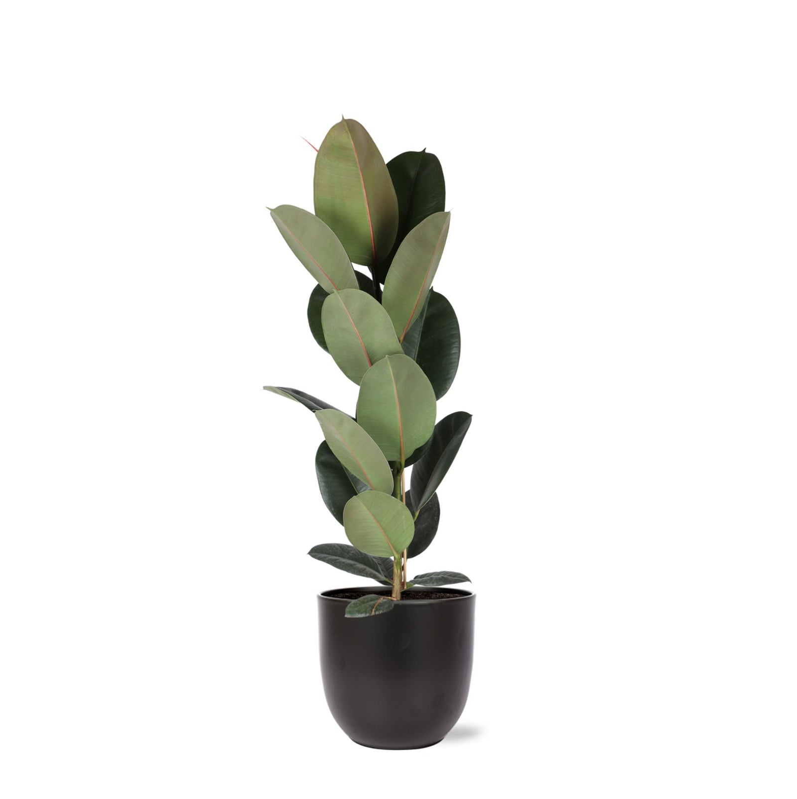 Ficus Elastica Robusta - Ø21cm - ↕90cm in Boule ANTRACIET pot