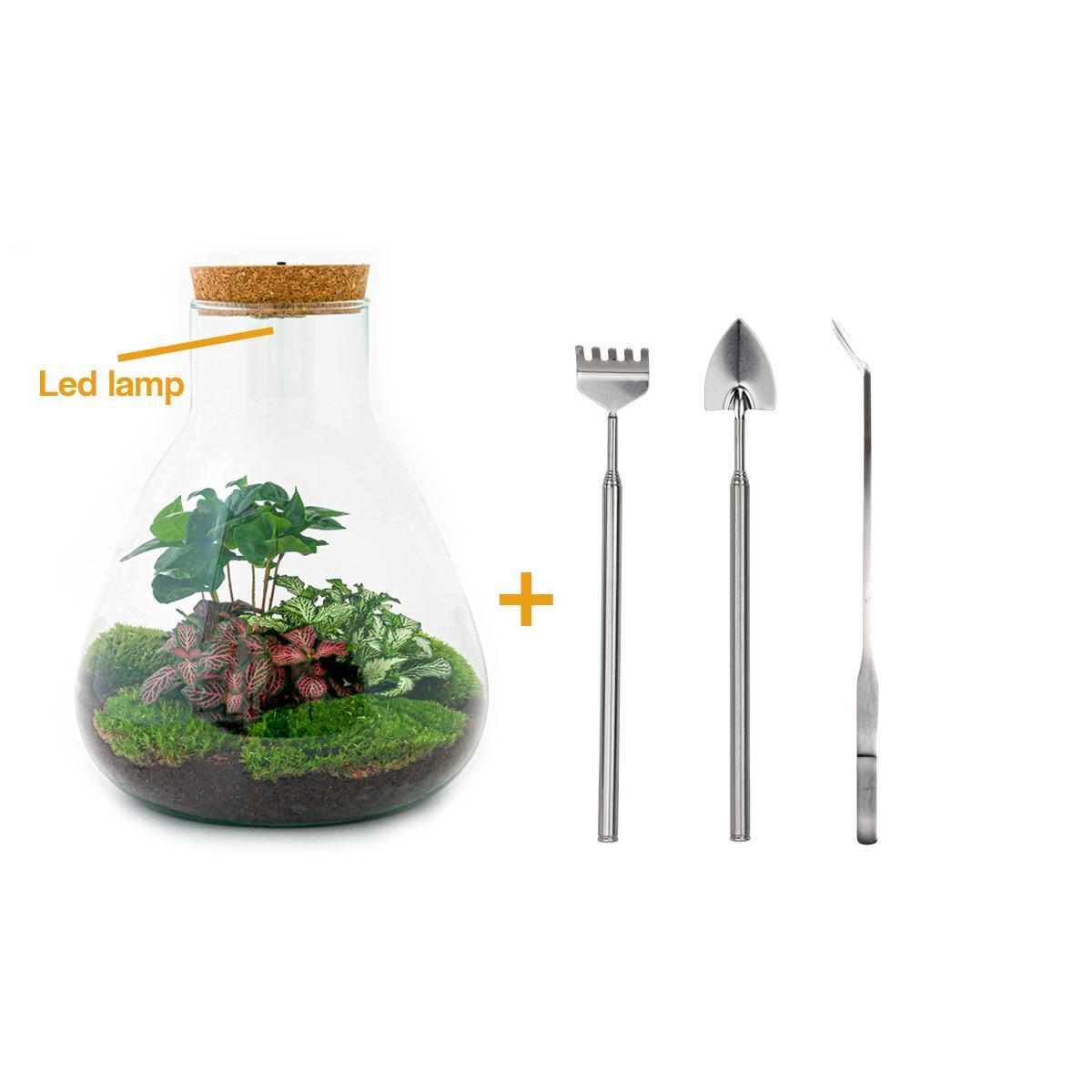 DIY terrarium - Sam Coffea met lamp - ↑ 30 cm + Rake + Shovel + Tweezer