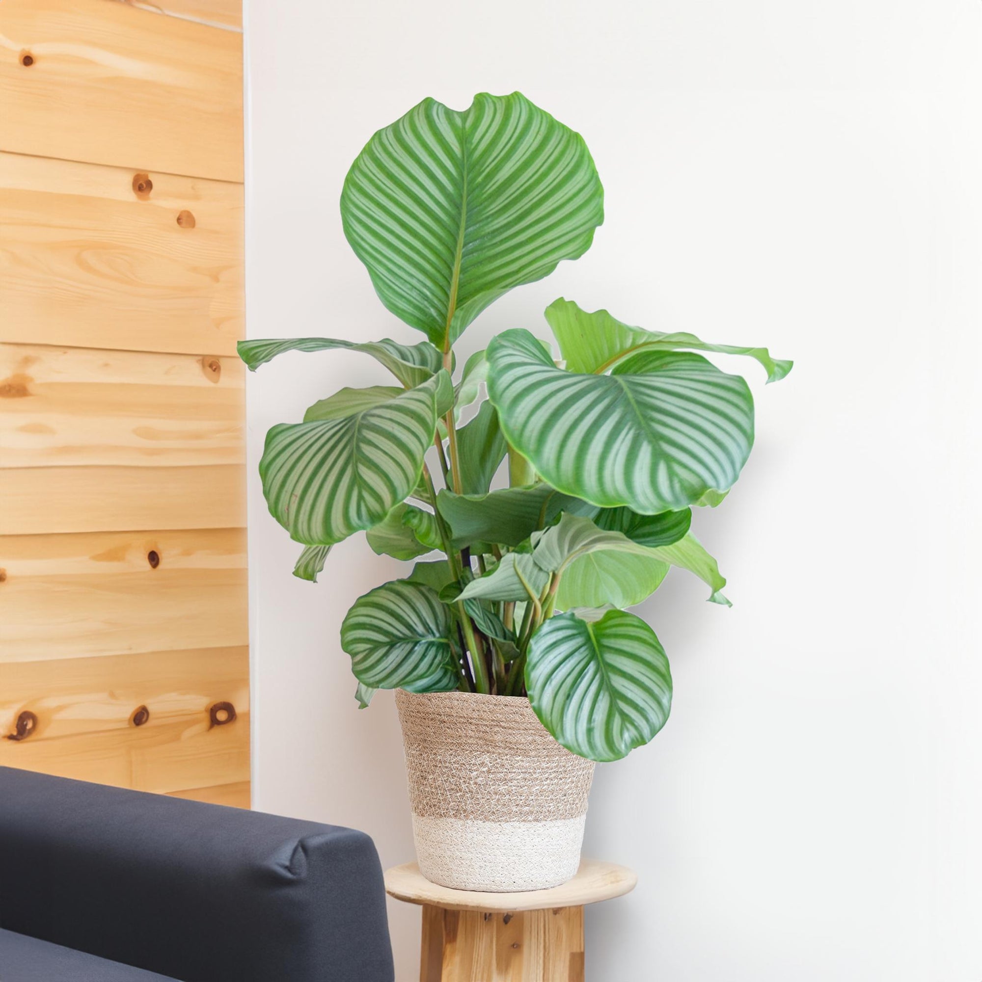 Calathea Orbifolia met Lissabon mand wit