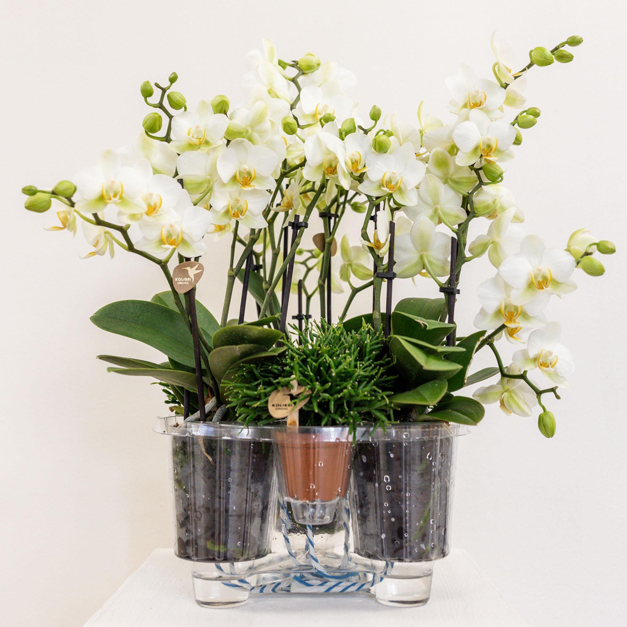 Kolibri Orchids | witte plantenset in Cotton Basket incl. waterreservoir | drie witte orchideeën Lausanne 9cm en drie groene planten Rhipsalis | Jungle Bouquet wit met zelfvoorzienend waterreservoir