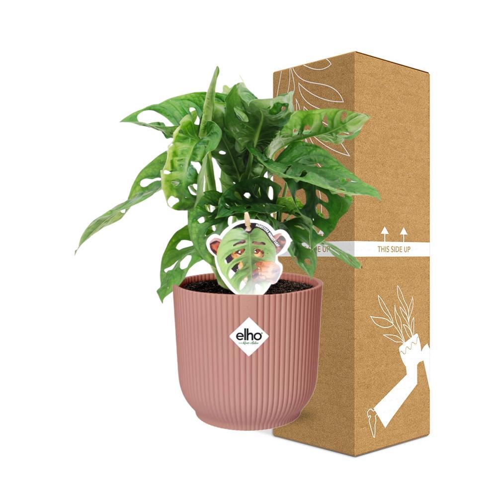 Monstera ‘Monkey Leaf’ in ELHO Vibes Fold 14cm roze