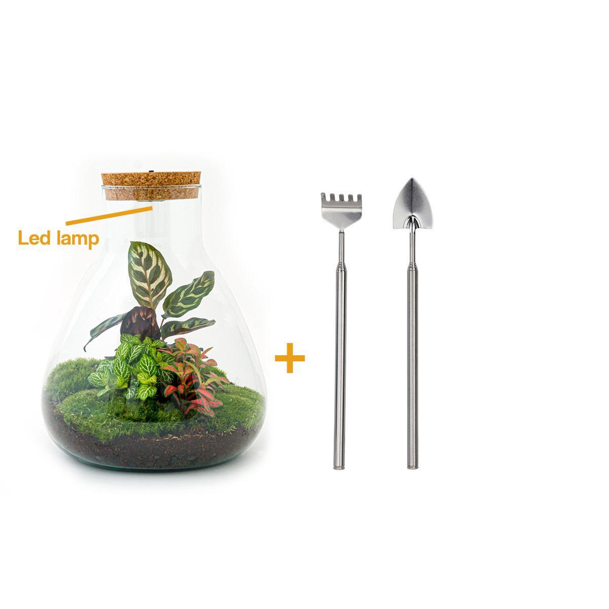 DIY terrarium - Sam Calathea with Light - ↑ 30 cm + Rake + Shovel