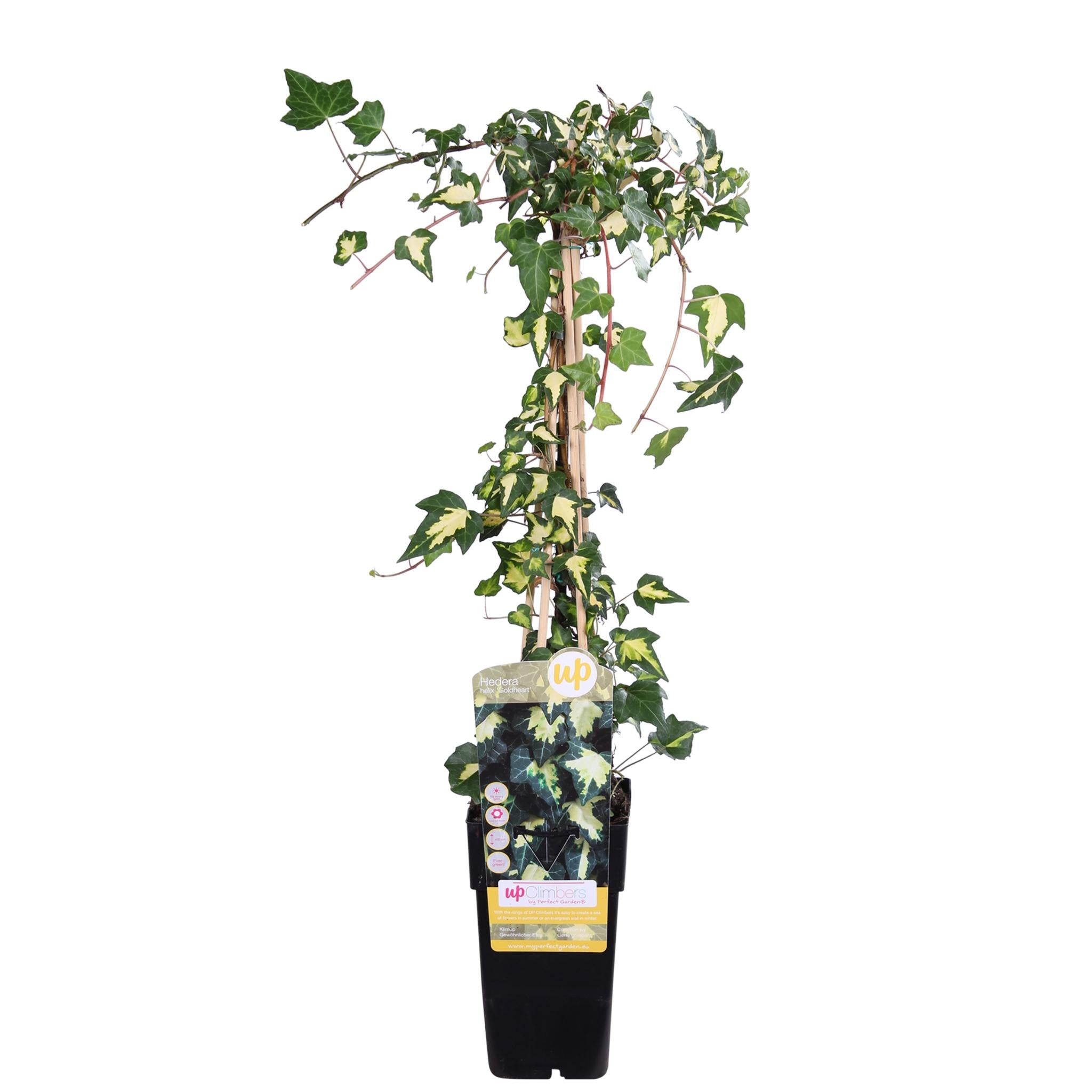 Hedera colchica 'Dentata Variegata' - ↨65cm - Ø15