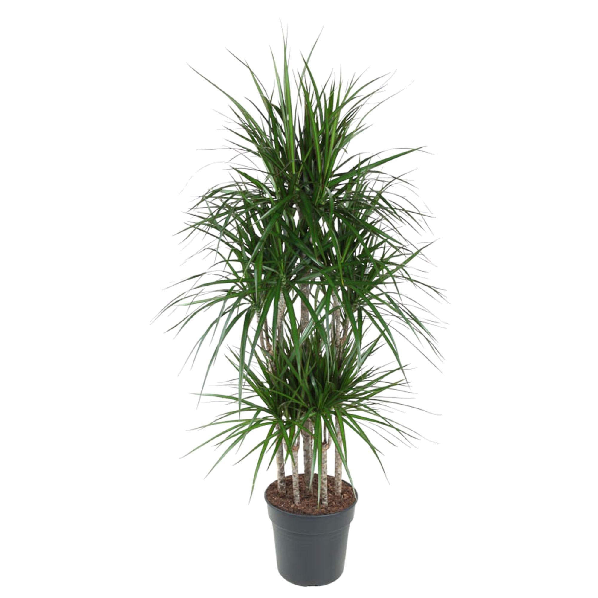 Dracaena Marginata Carrousel - 160 cm - ø31