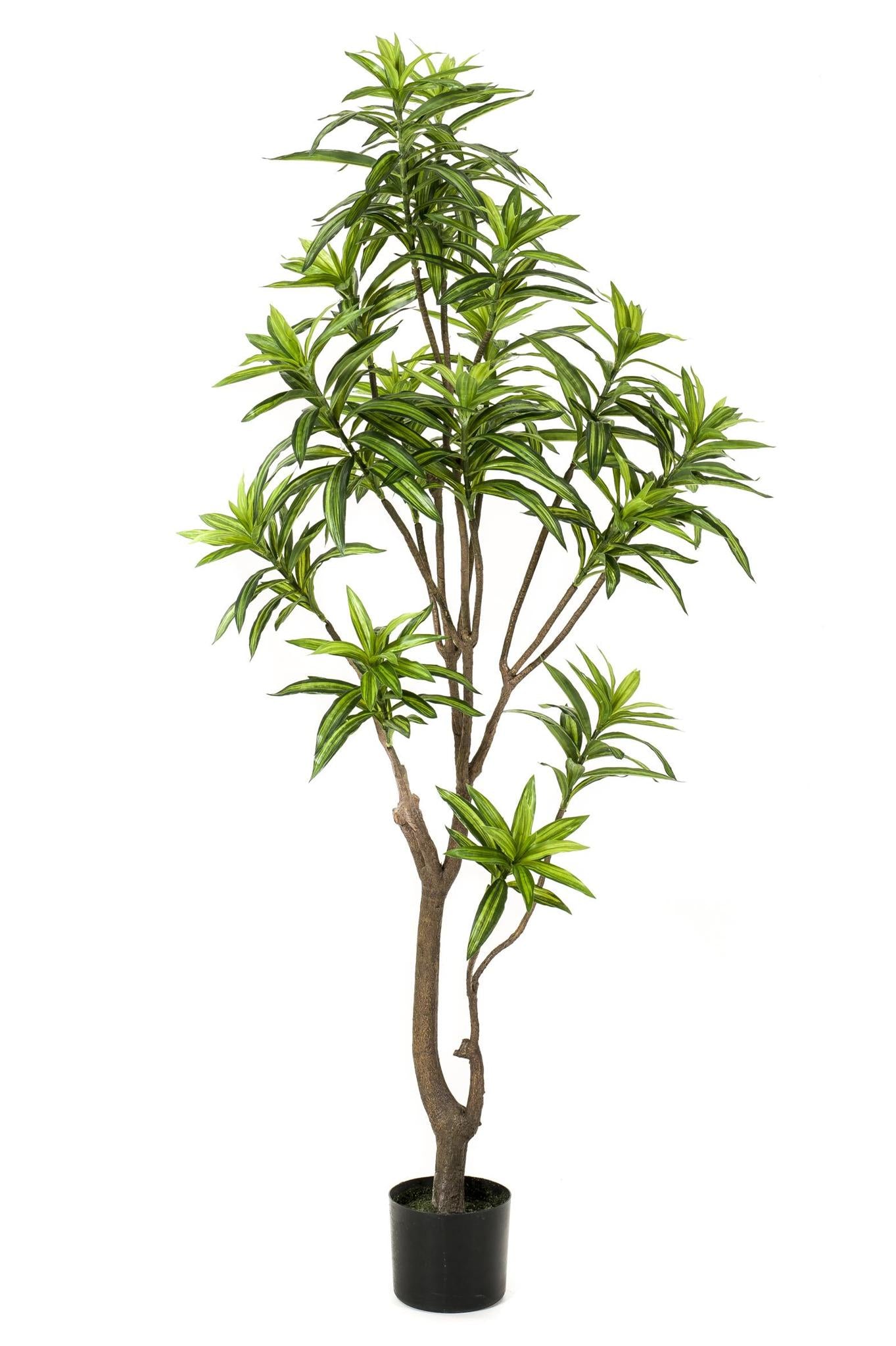 Kunstplant - Dracaena - Drakenboom - 155 cm