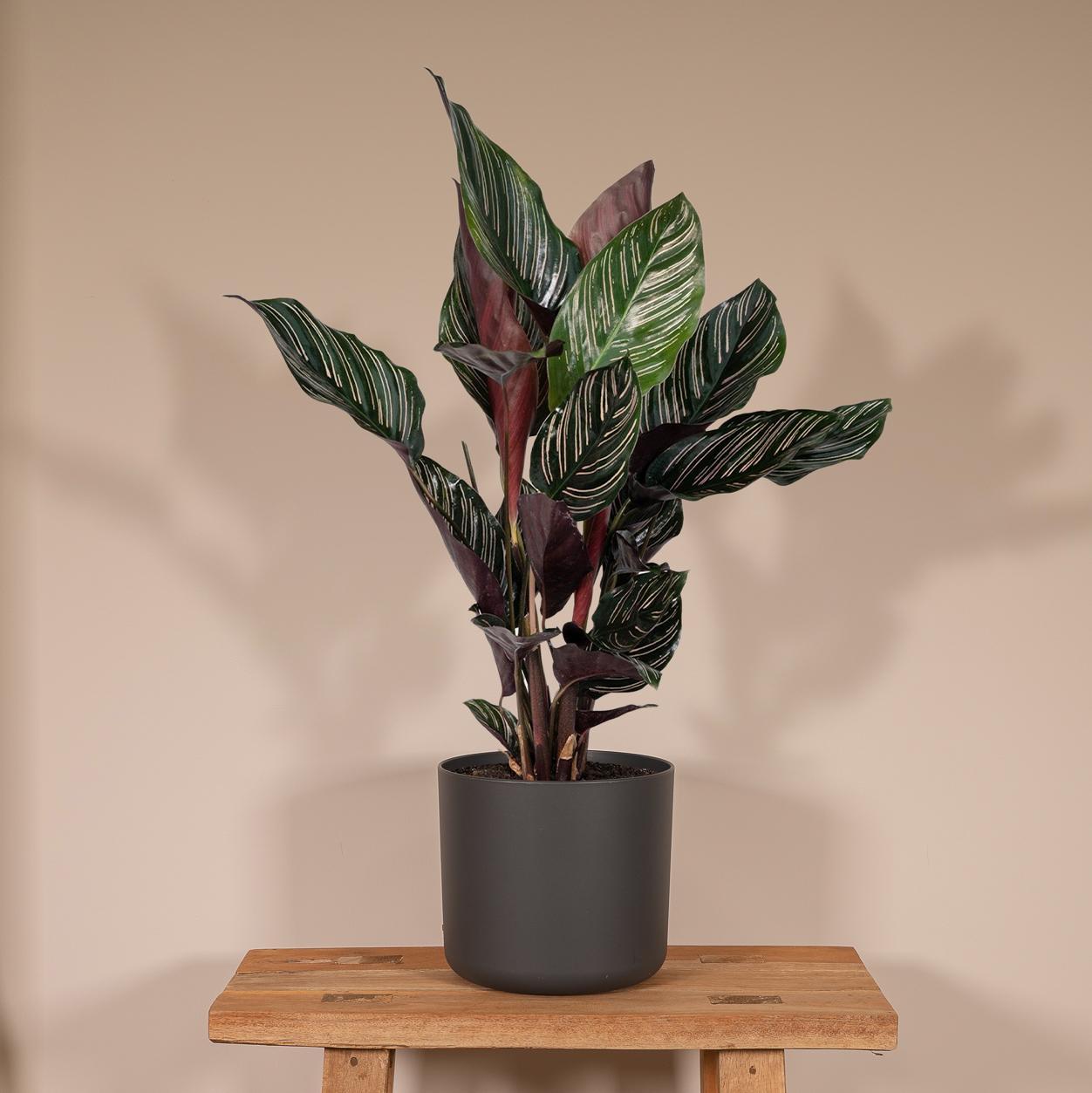 Calathea Ornata - 50cm - ø14