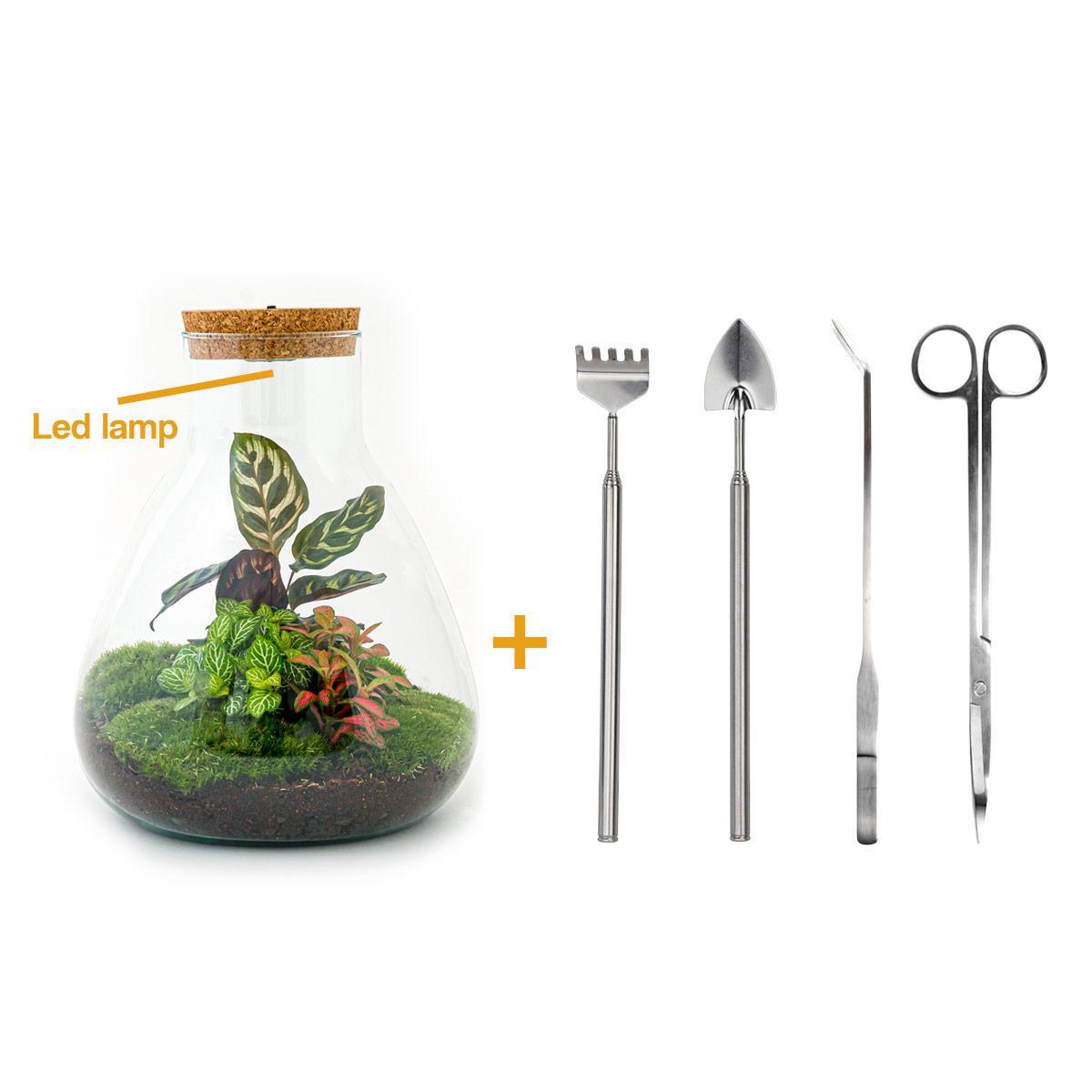 DIY terrarium - Sam Calathea with Light - ↑ 30 cm + Rake + Shovel + Tweezer + Scissors